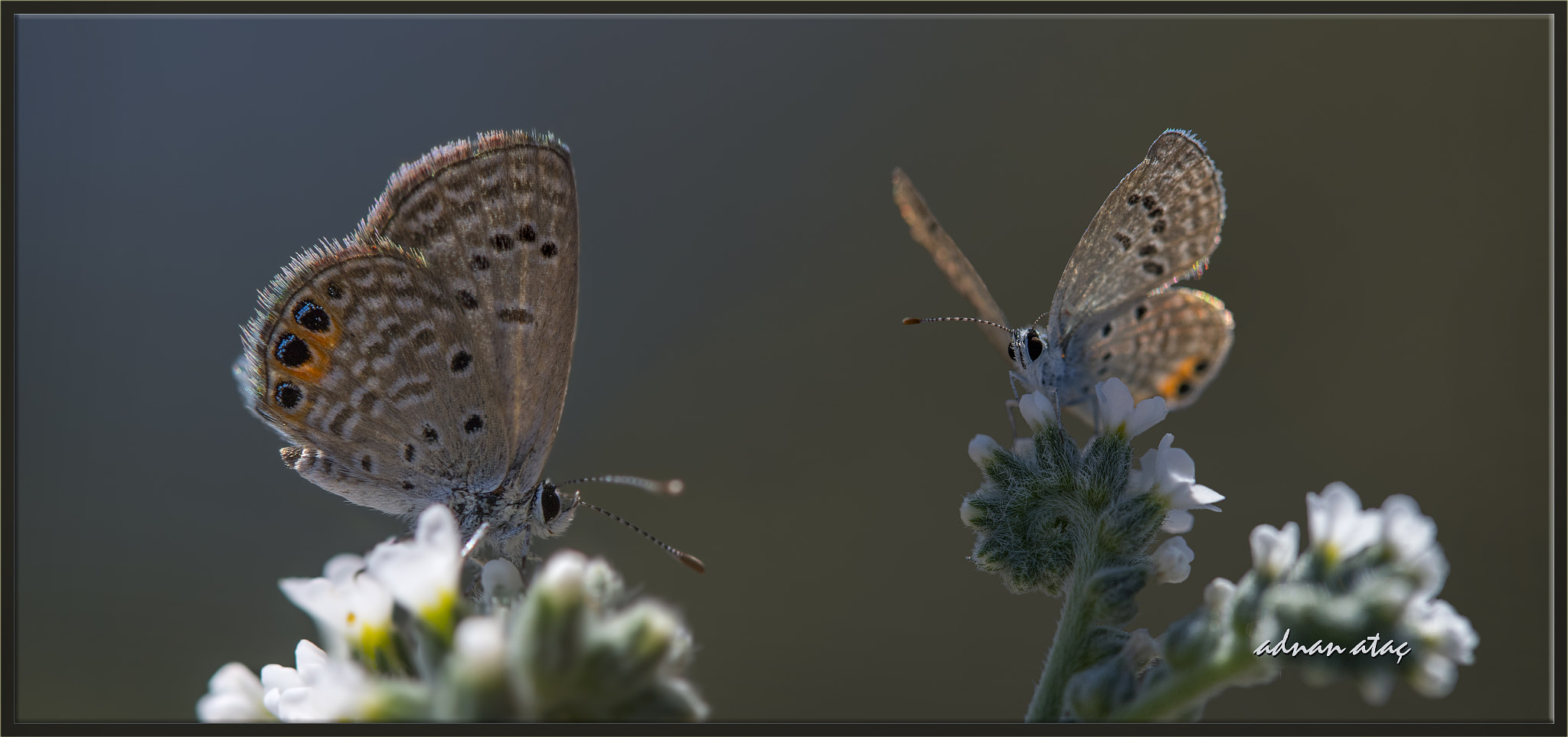 Nikon D5 sample photo. Mücevher kelebeği - chilades trochylus - grass jewel photography