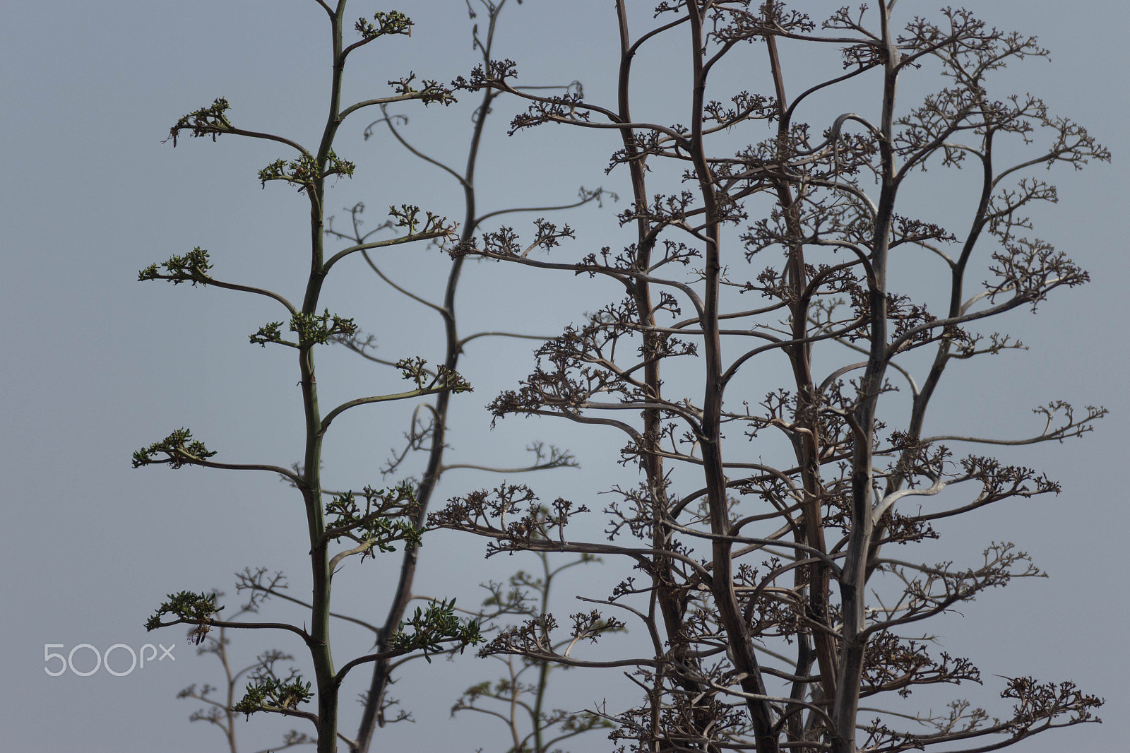 Canon EOS M sample photo. Pitas almeriensis photography