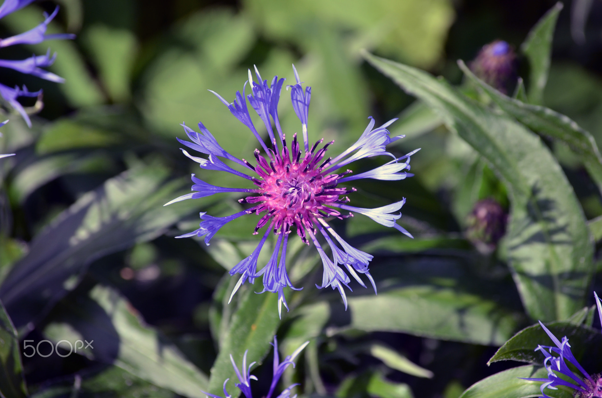 cornflower