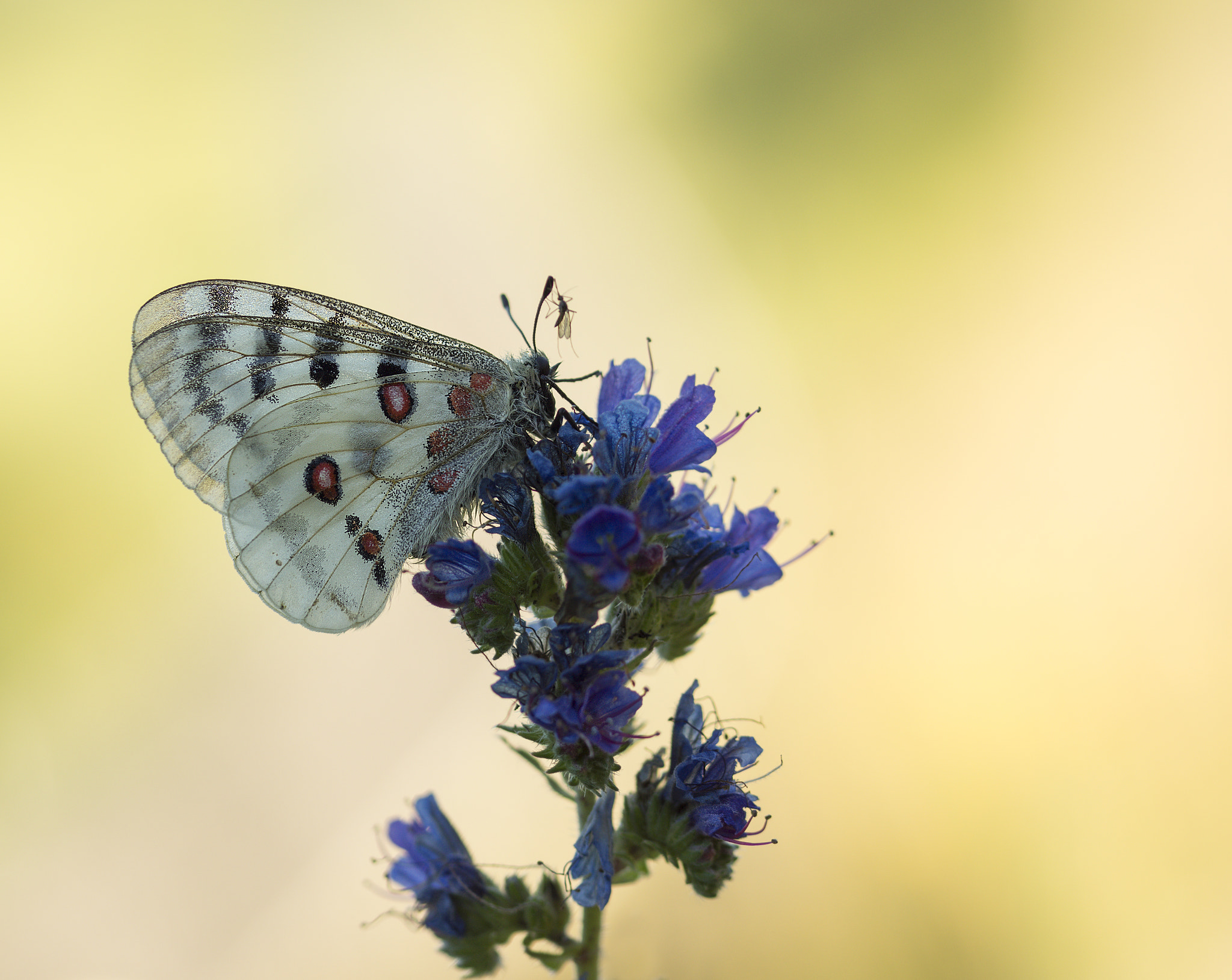 Sony SLT-A77 + 105mm F2.8 sample photo. Roter apollo photography