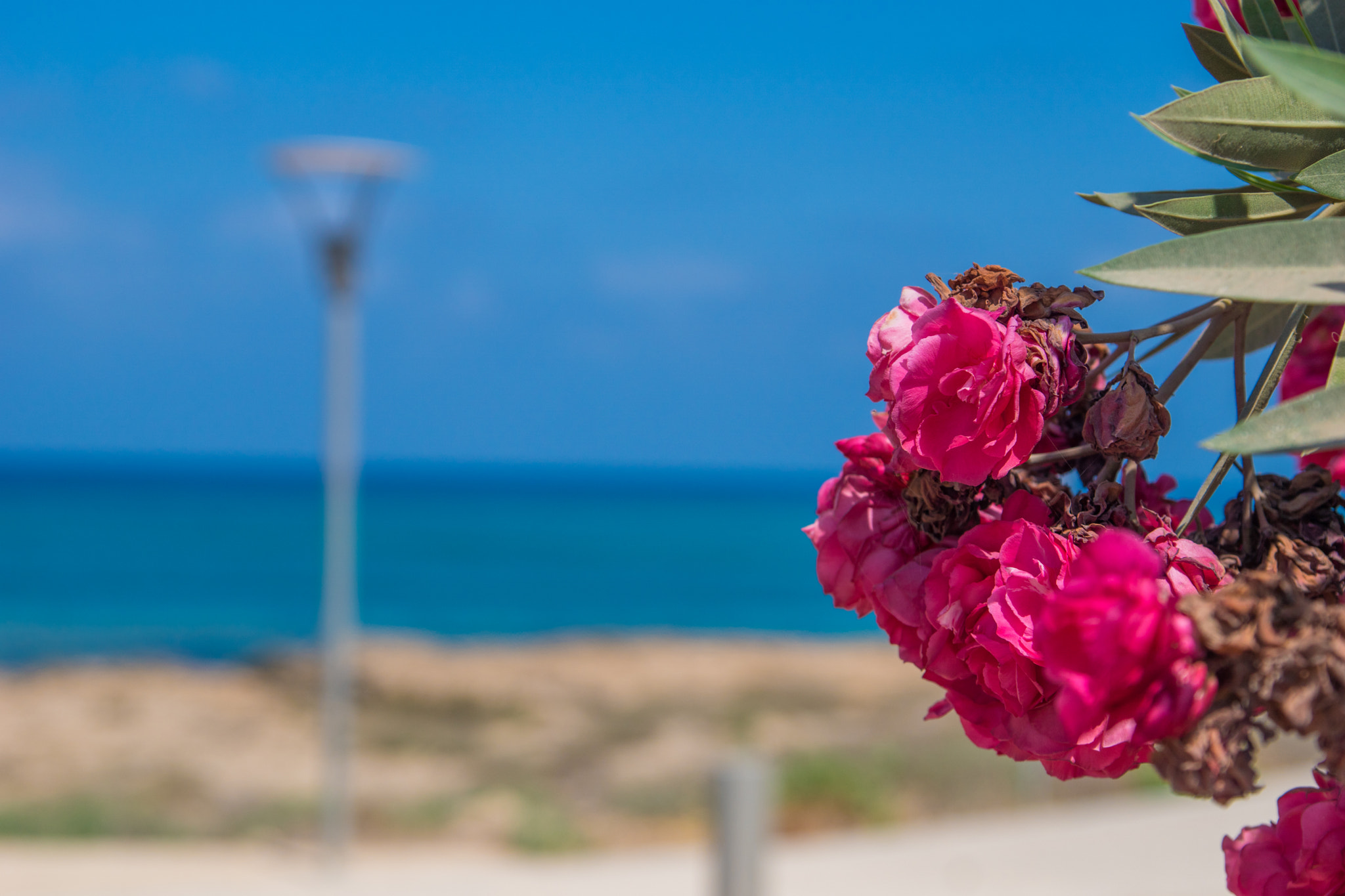 Sony ILCA-77M2 + Tamron AF 28-75mm F2.8 XR Di LD Aspherical (IF) sample photo. Cyprus (Кипр) photography