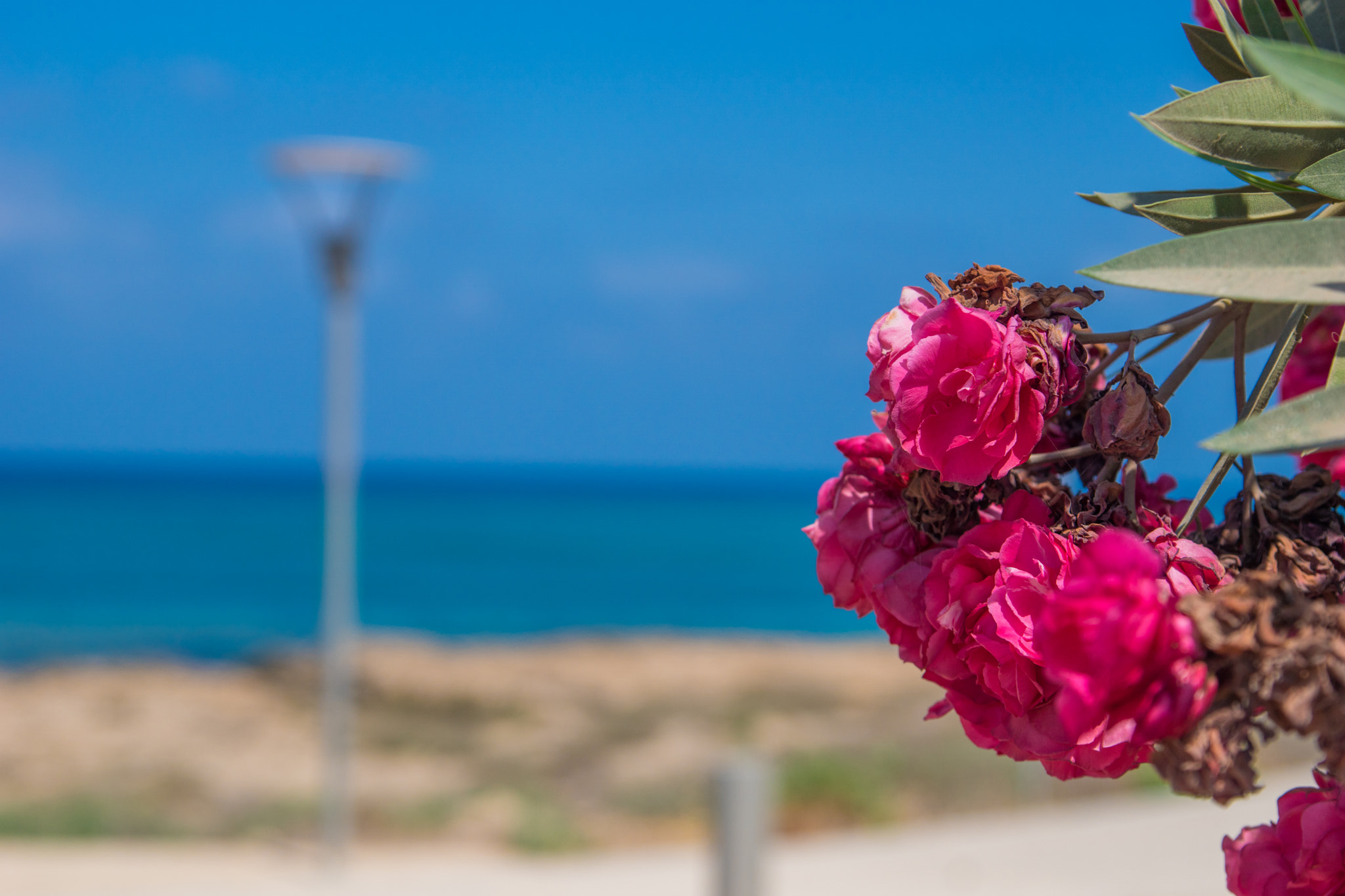 Sony ILCA-77M2 sample photo. Cyprus (Кипр) photography