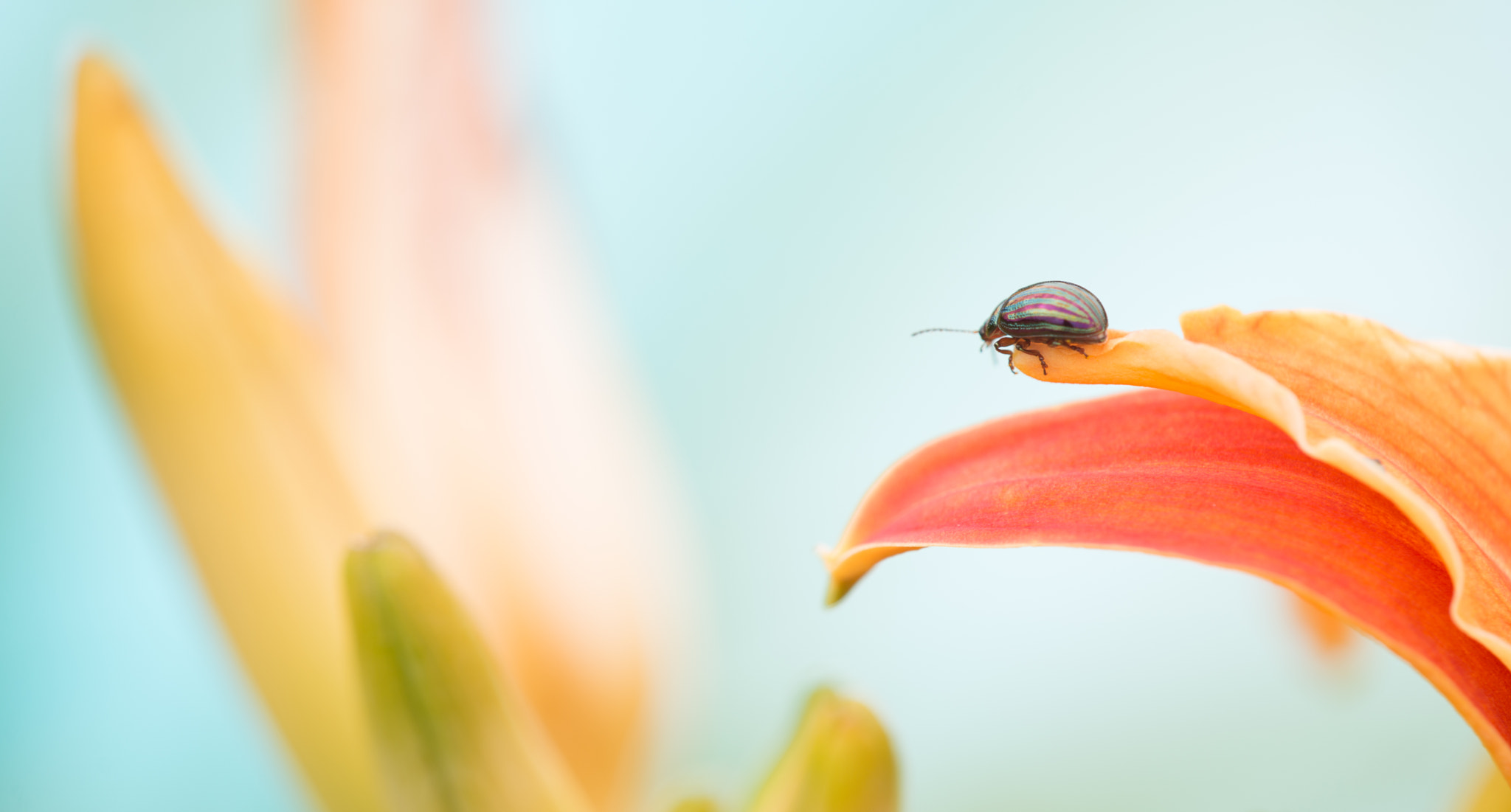 Sigma 150mm F2.8 EX DG Macro HSM sample photo. Bain de soleil photography
