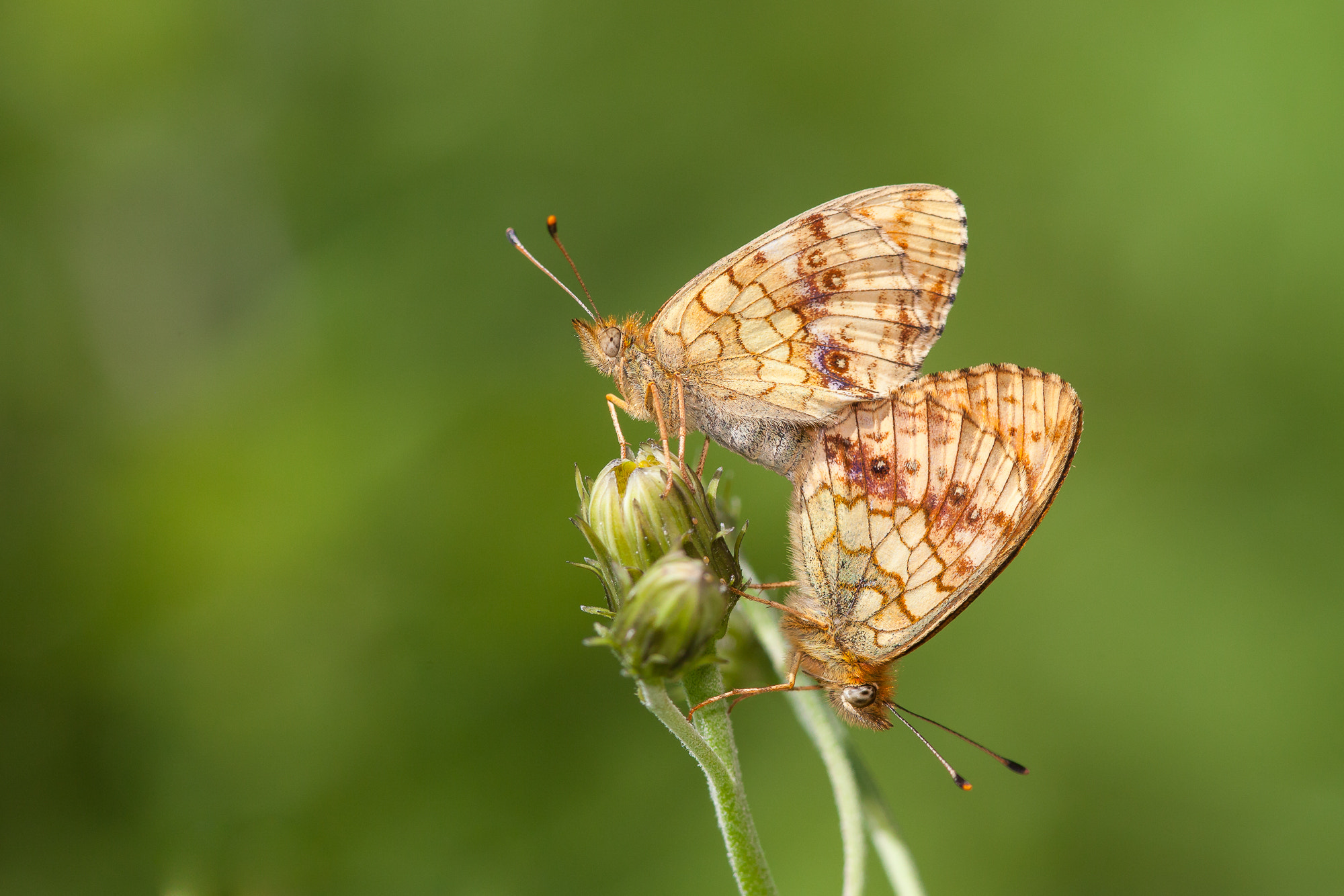 Canon EF 300mm F4L IS USM sample photo. Lesser marbled fritillary, brenthis ino photography