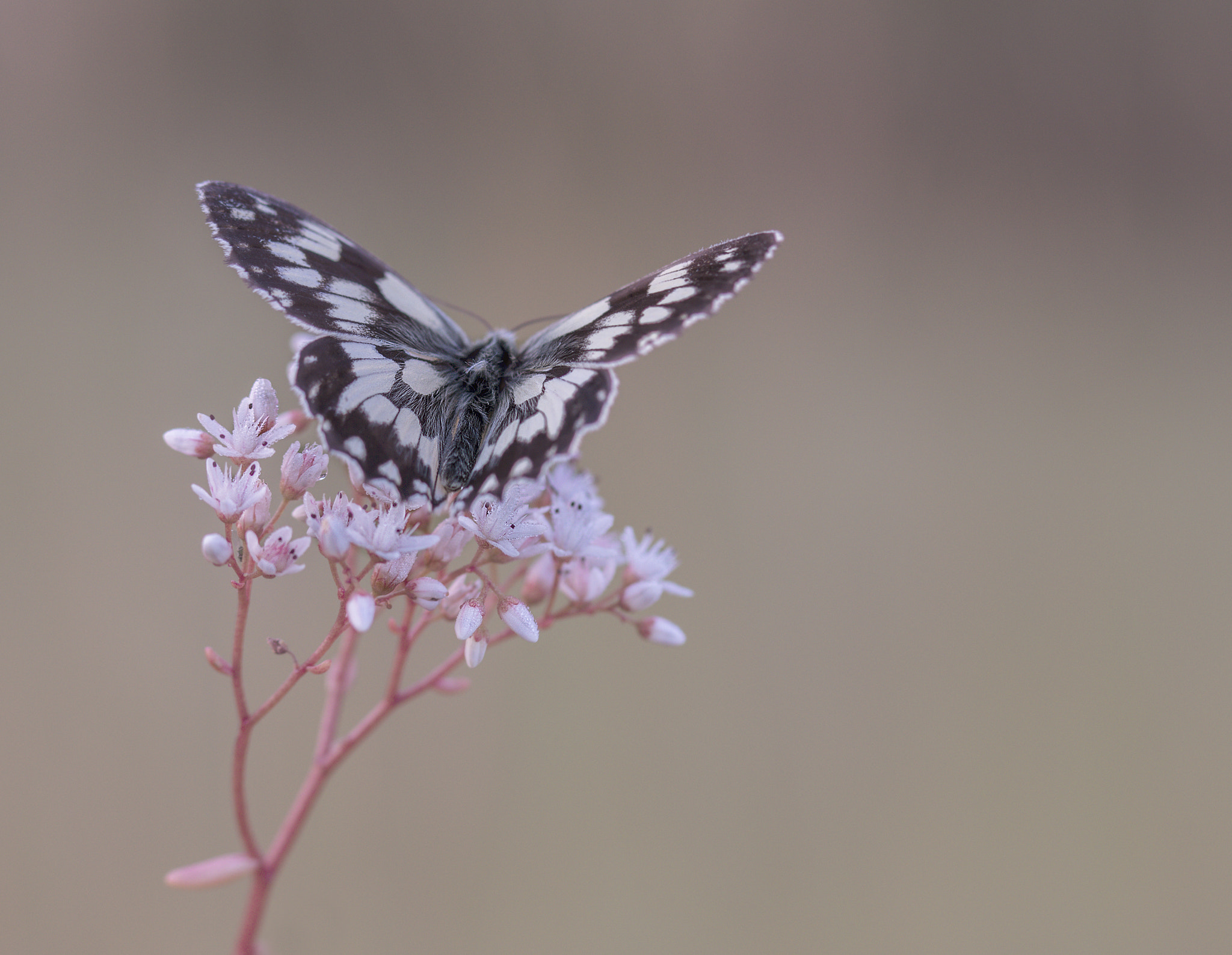 Sony SLT-A77 + 105mm F2.8 sample photo. Schachbrettfalter photography