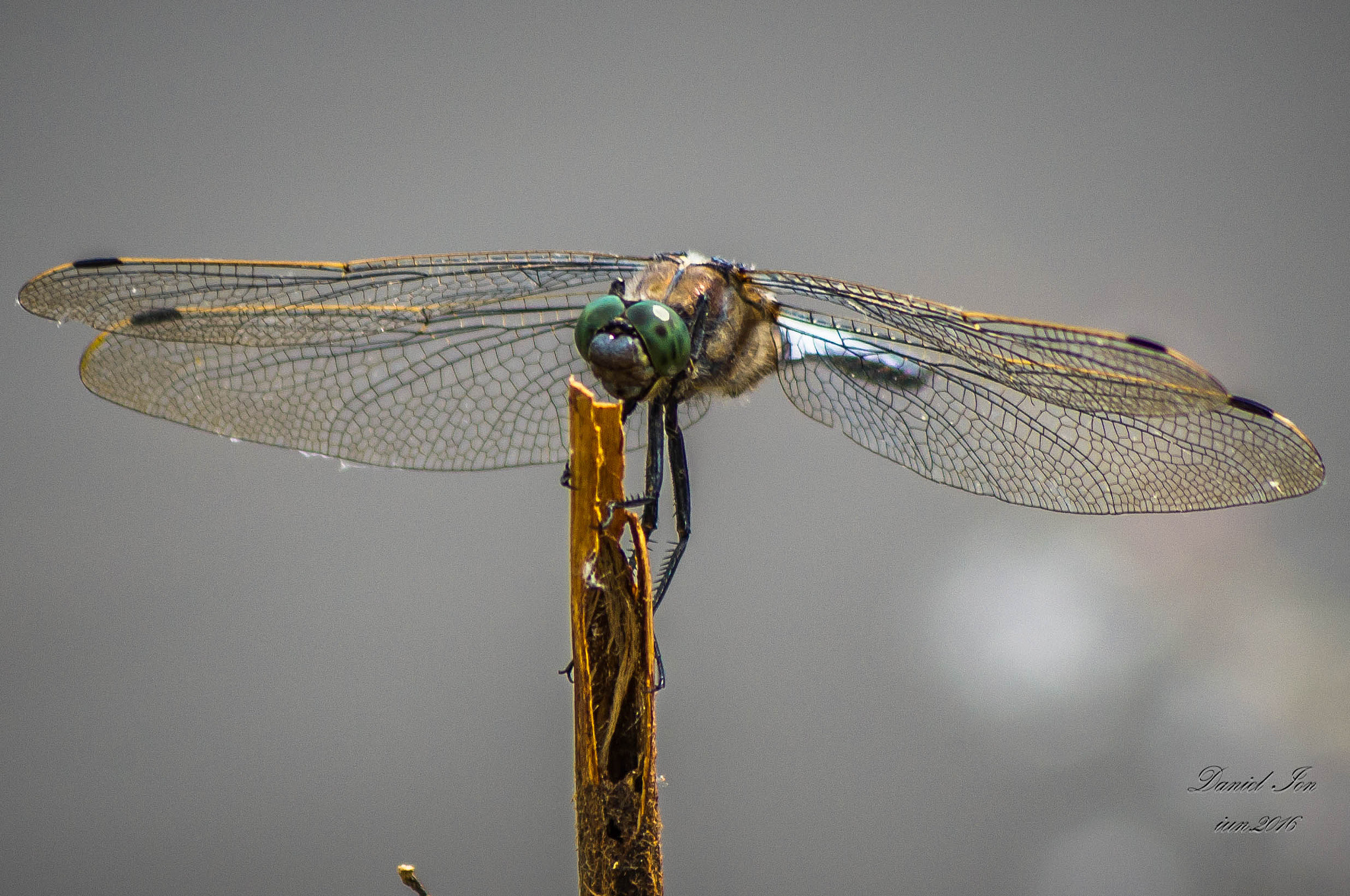 Pentax K-x sample photo. Dragonfly photography