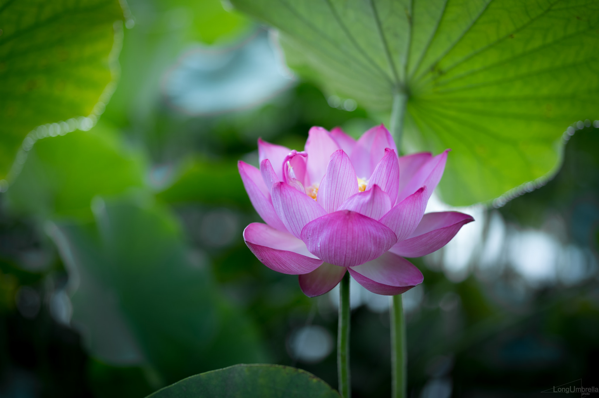 Leica S (TYP 006) + Summarit-S 70 sample photo. Lotus photography