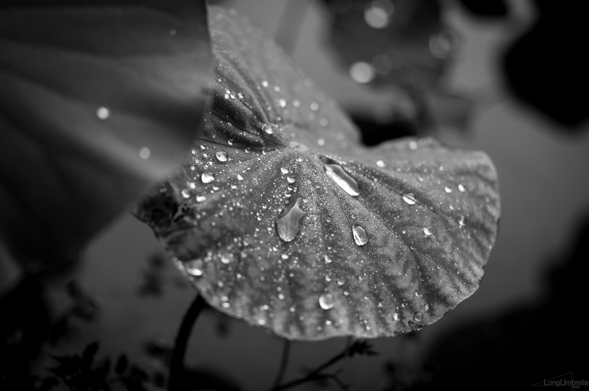 Leica S (TYP 006) + Summarit-S 70 sample photo. Water drops photography