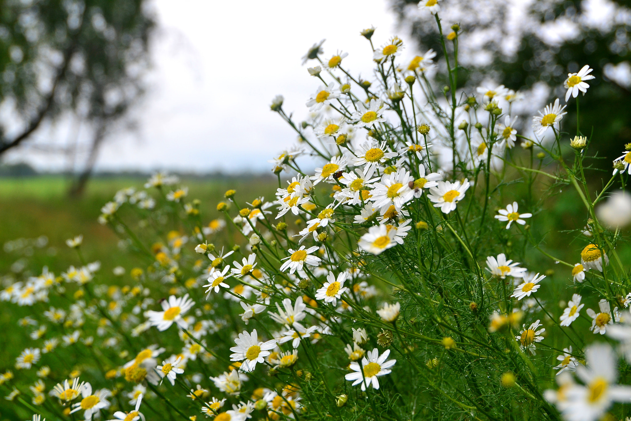 Nikon D3100 + Sigma 18-250mm F3.5-6.3 DC OS HSM sample photo. Chamomile photography