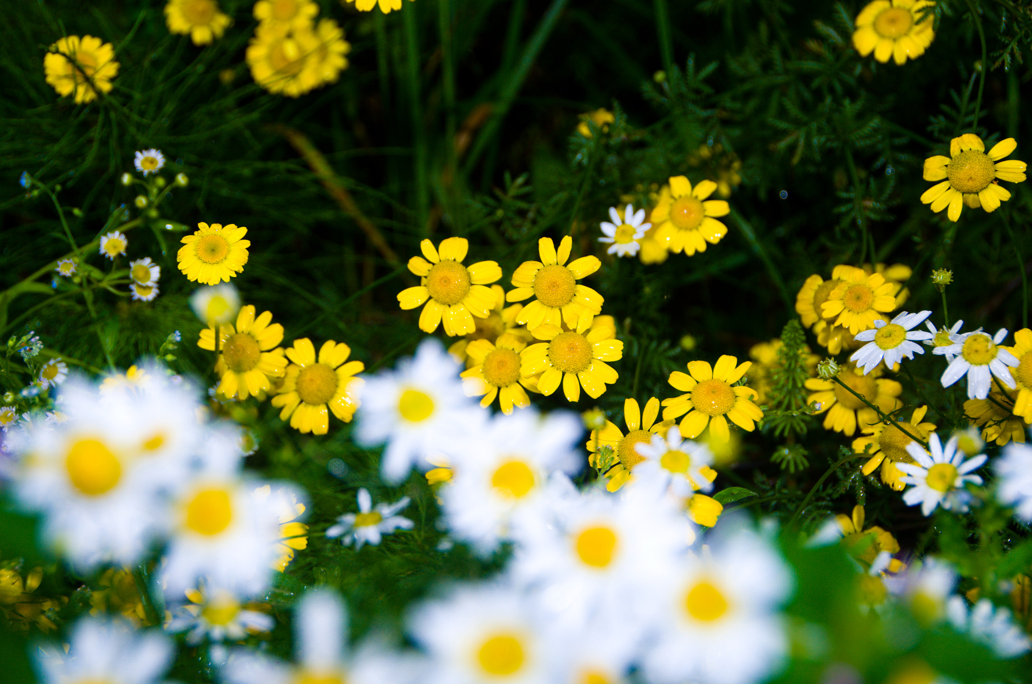 Nikon D3100 + Sigma 18-250mm F3.5-6.3 DC OS HSM sample photo. Chamomile photography