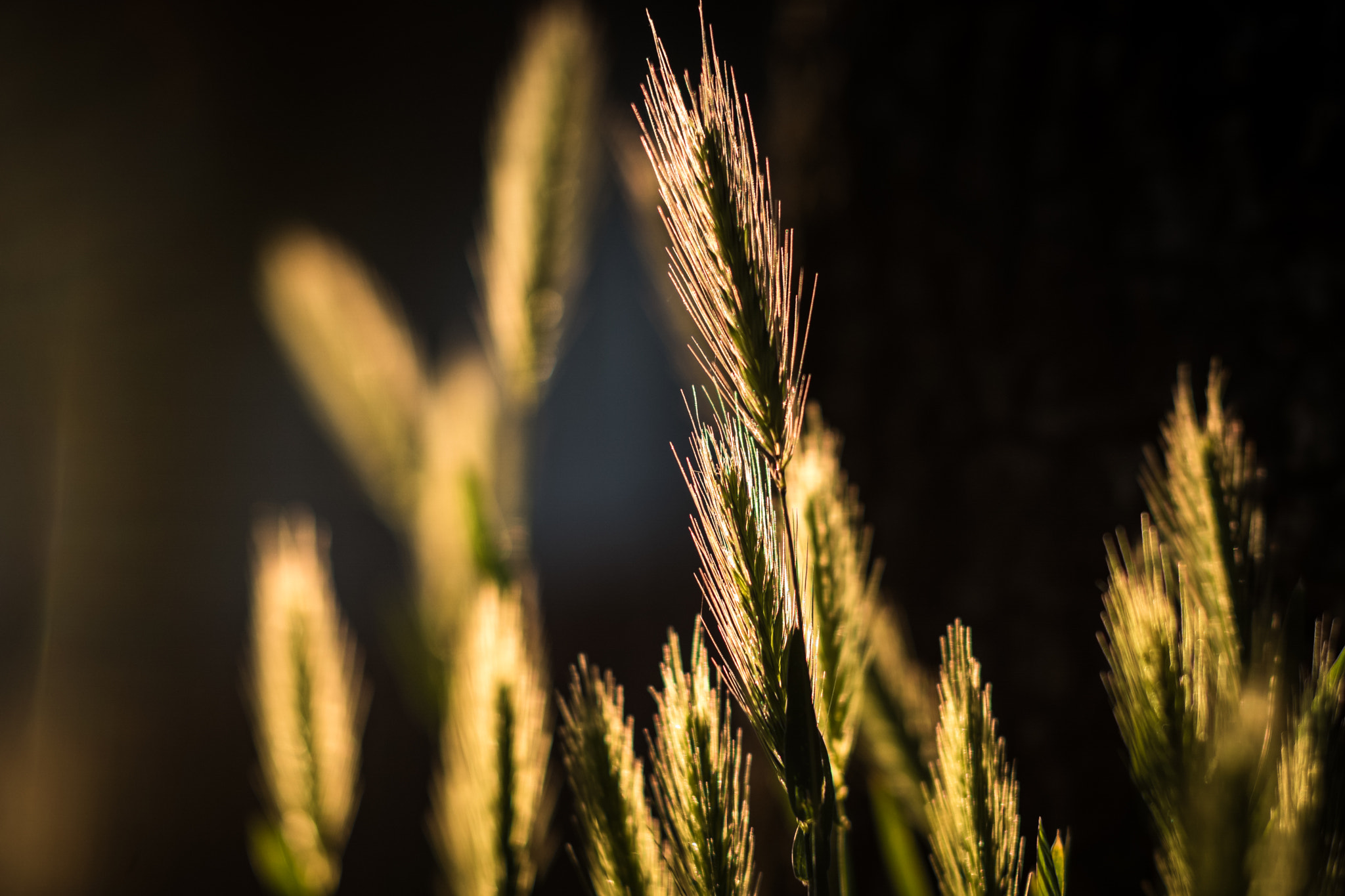 Sony Planar T* 50mm F1.4 ZA SSM sample photo. Sunset light through the grass... photography