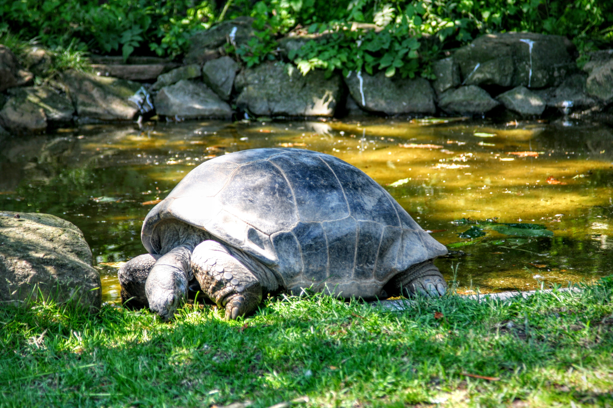 Canon EOS 400D (EOS Digital Rebel XTi / EOS Kiss Digital X) sample photo. Giant tortoise photography