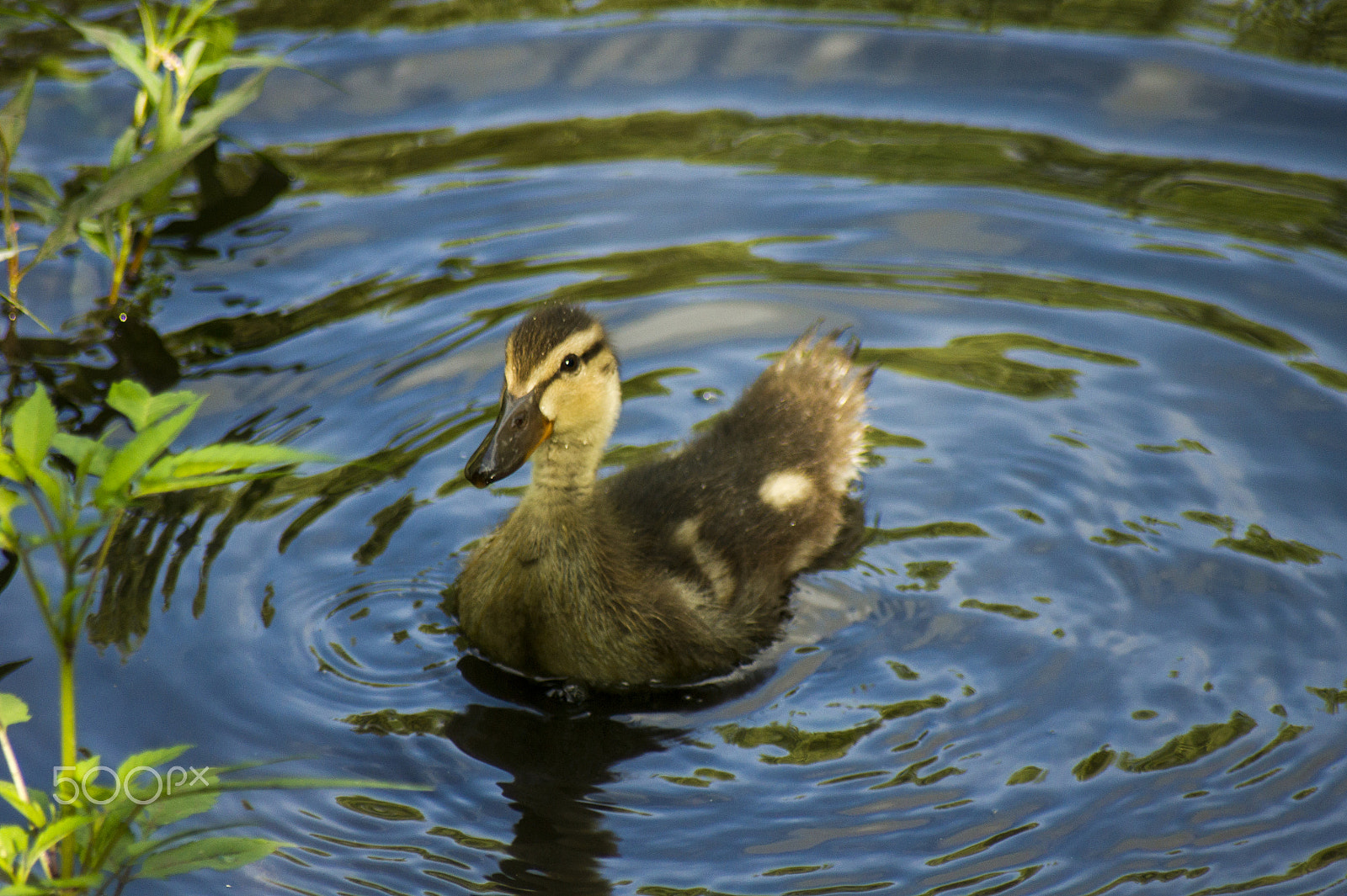 Sony Alpha DSLR-A450 sample photo. Soon i'll be a big duck! photography