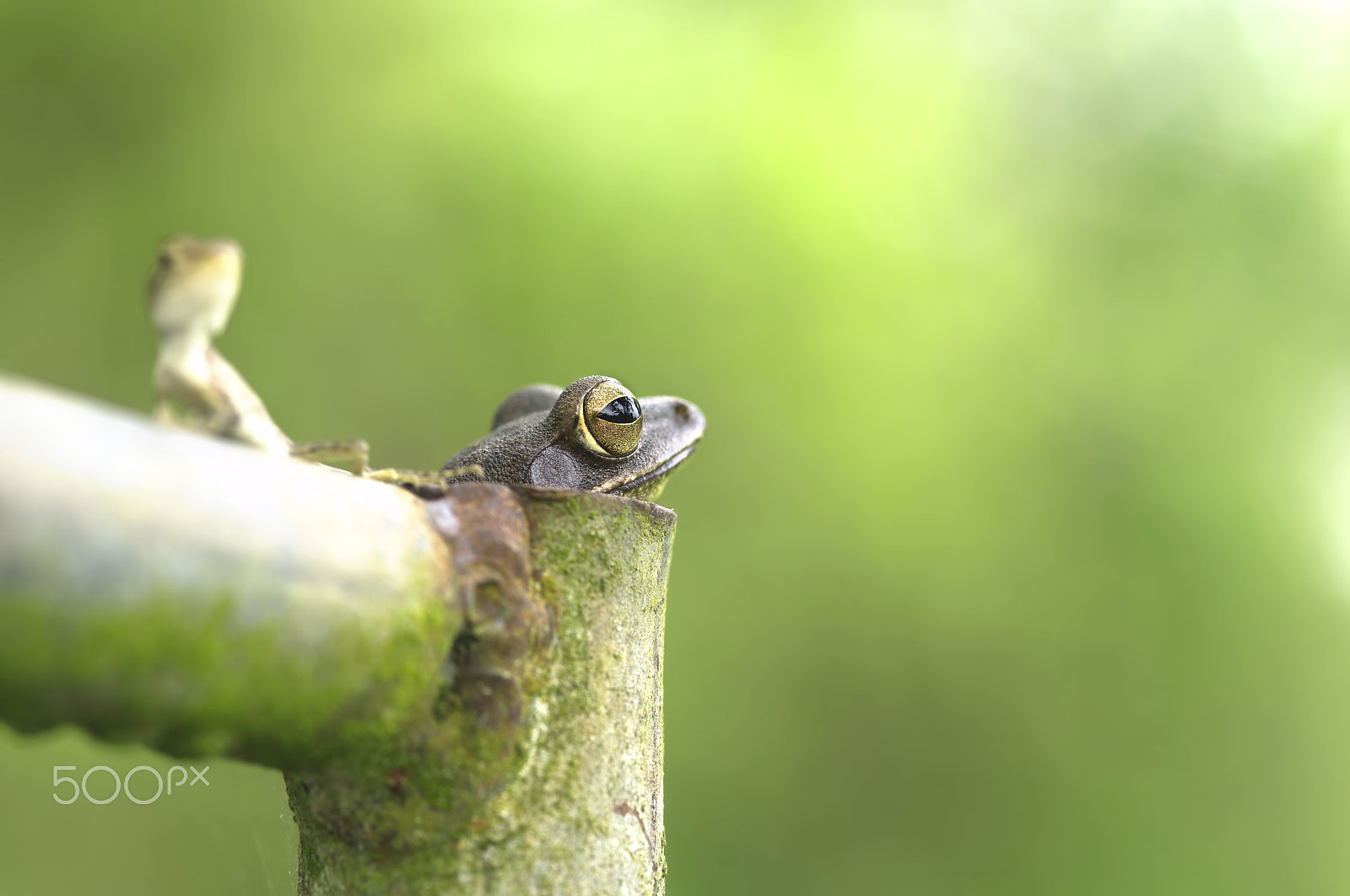 Nikon D750 + AF Micro-Nikkor 105mm f/2.8 sample photo. Common tree frog golden tree frog and baby chameleon in steel pi photography