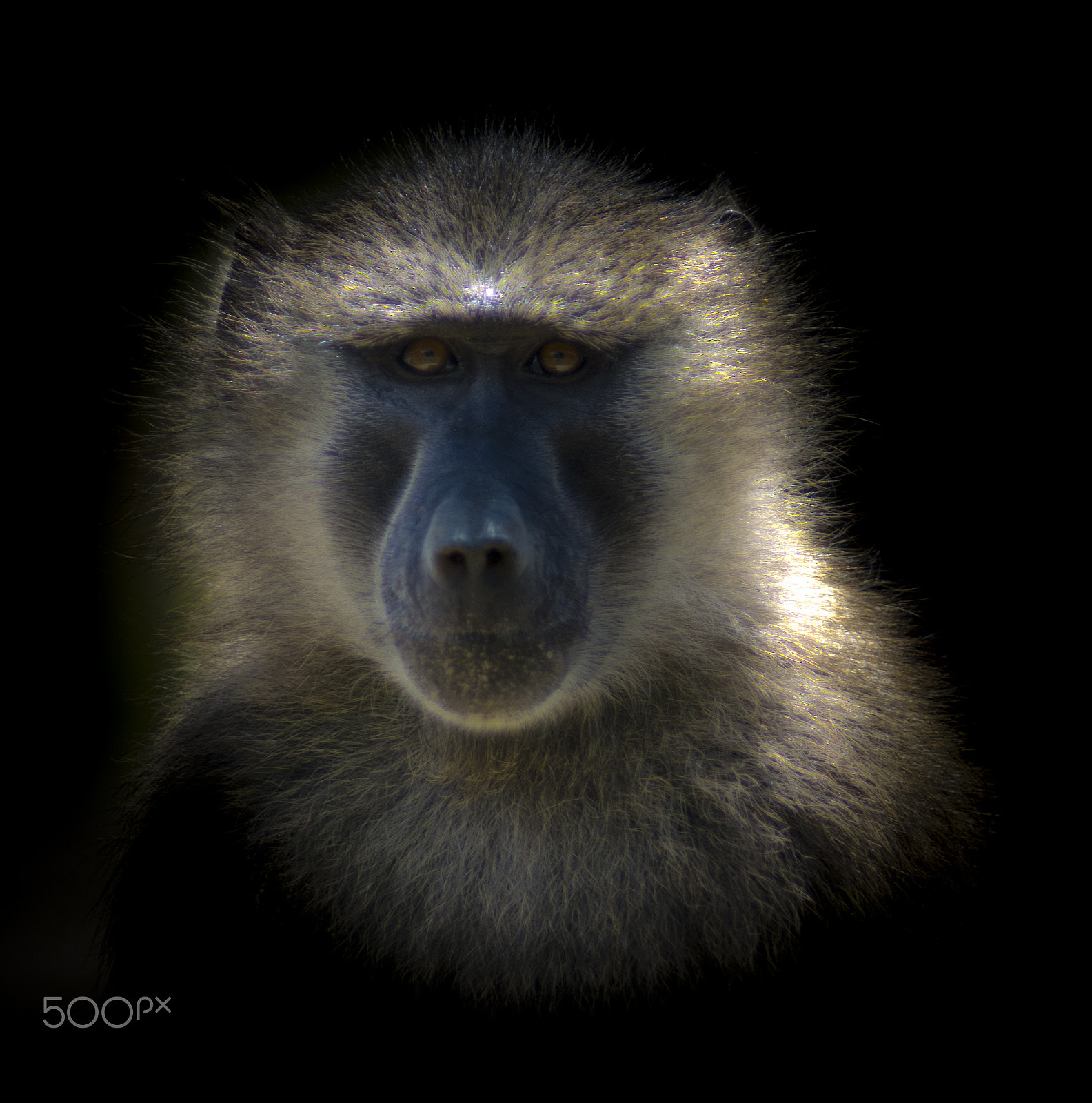 Nikon AF-S Nikkor 300mm F2.8G ED VR II sample photo. Ape town photography