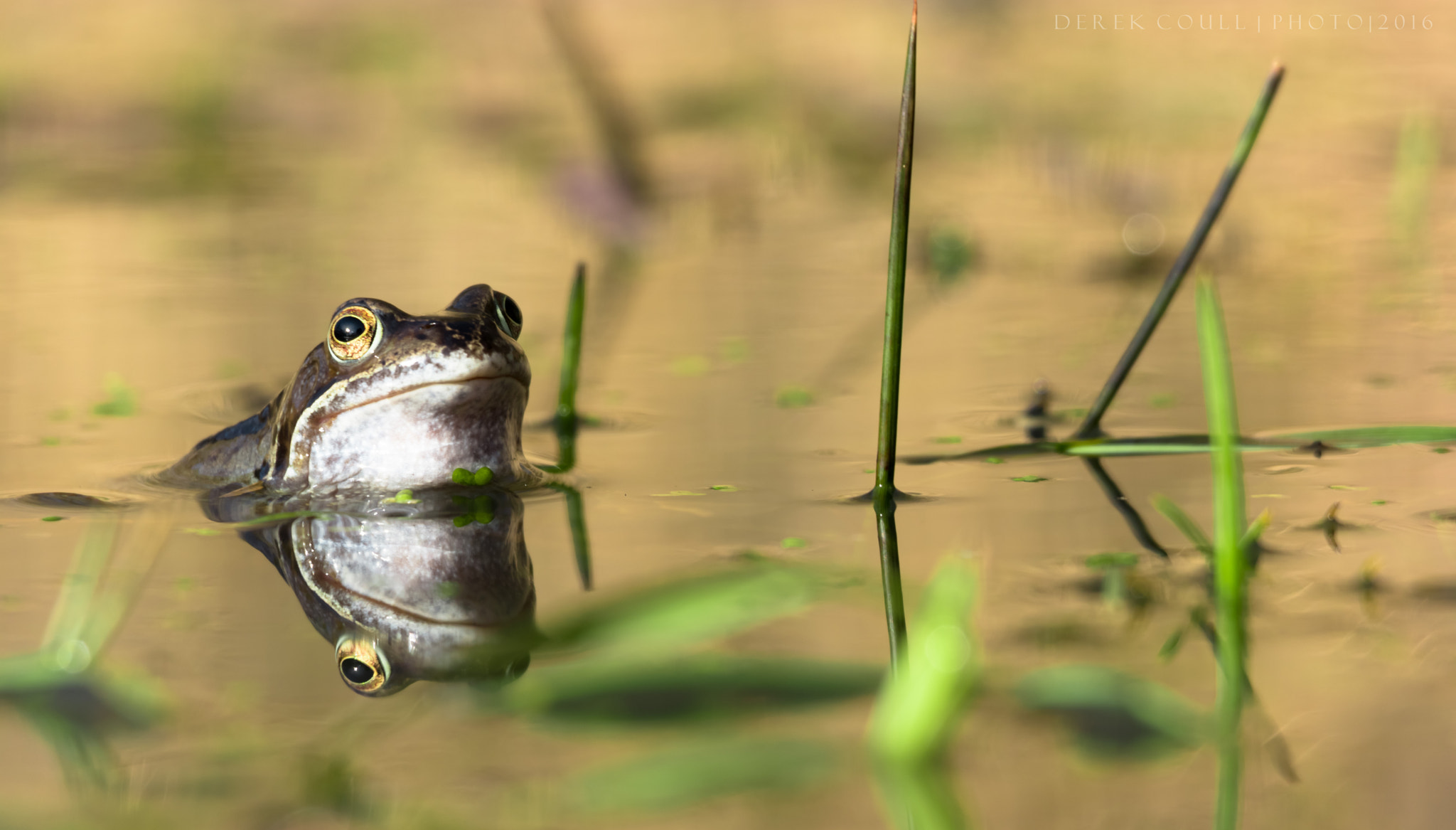 Samsung NX500 + Samsung NX 50-200mm F4-5.6 ED OIS sample photo. A frog reflecting photography