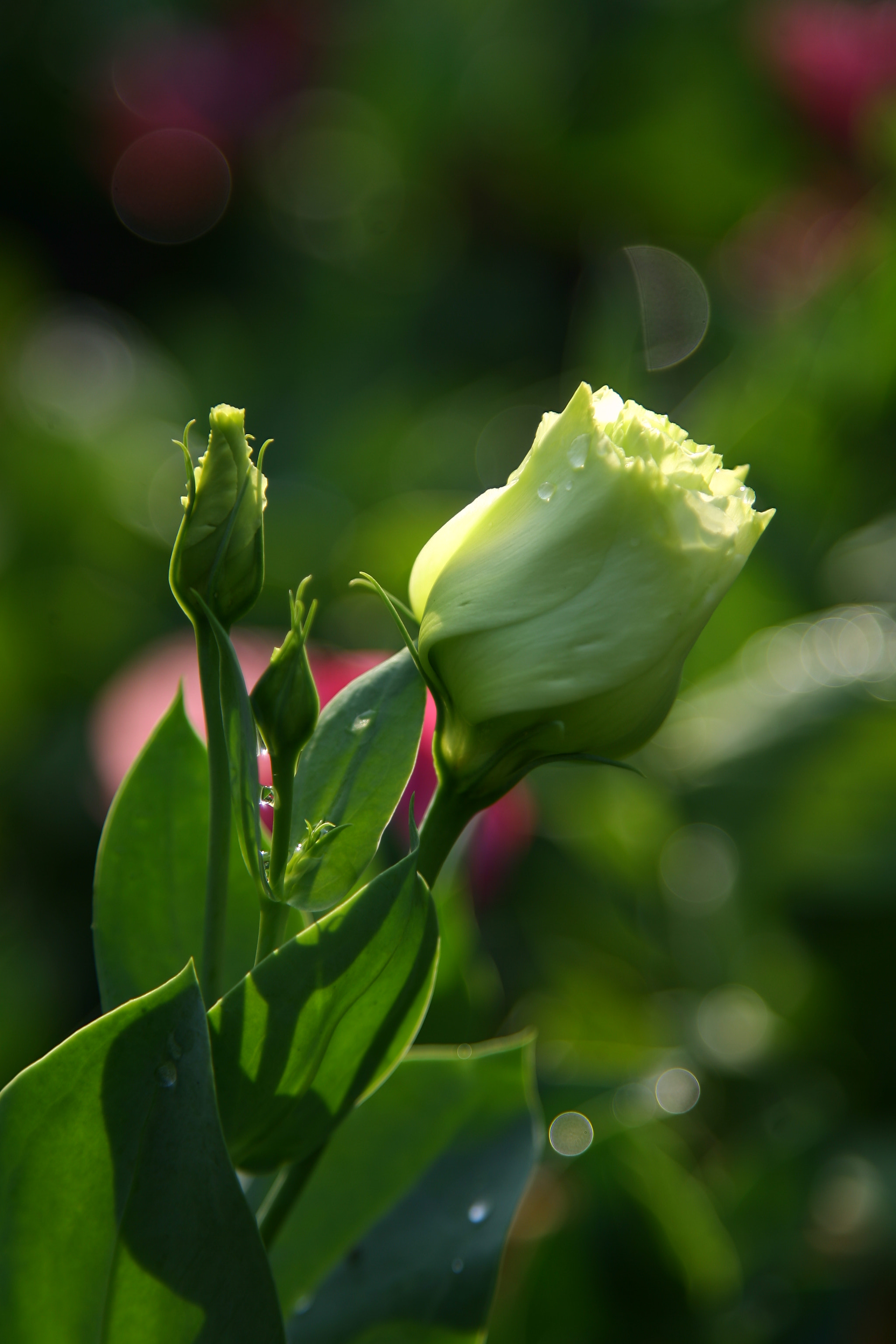 Canon EOS-1D Mark II N sample photo. Sun photography