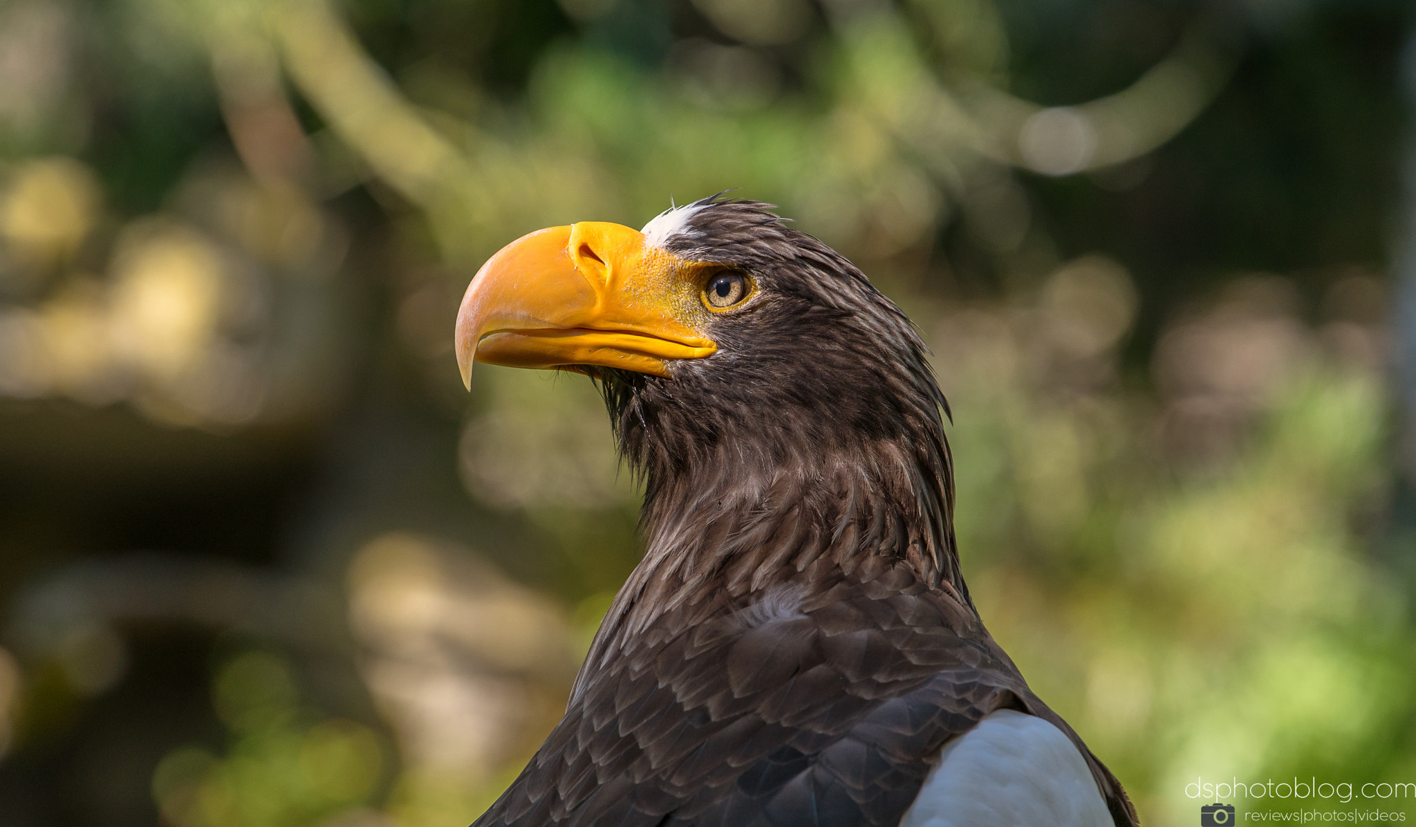 Sony a7 II + Canon EF 70-200mm F4L USM sample photo. Proud eagle i photography