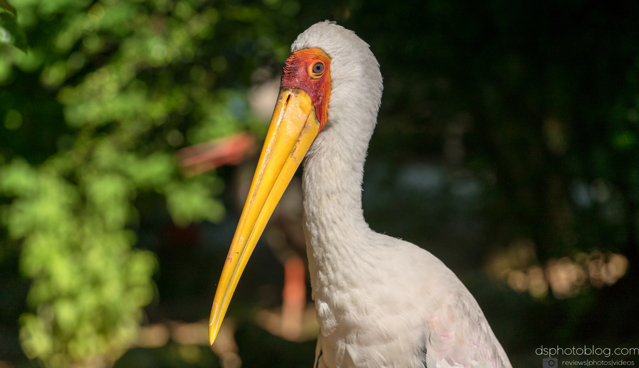 Sony a7 II + Canon EF 70-200mm F4L USM sample photo. I never lie photography