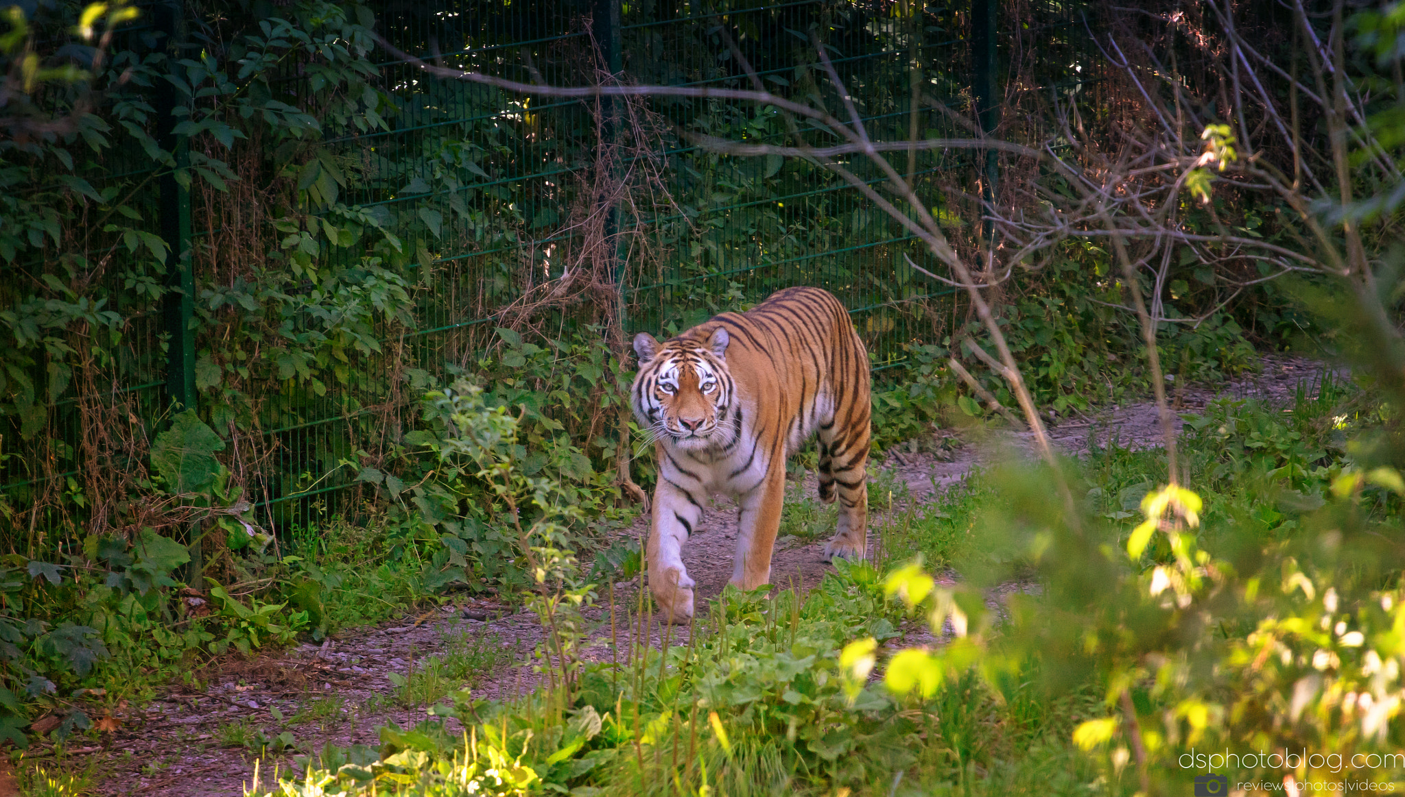 Sony a7 II + Canon EF 70-200mm F4L USM sample photo. Eyes of the tiger photography