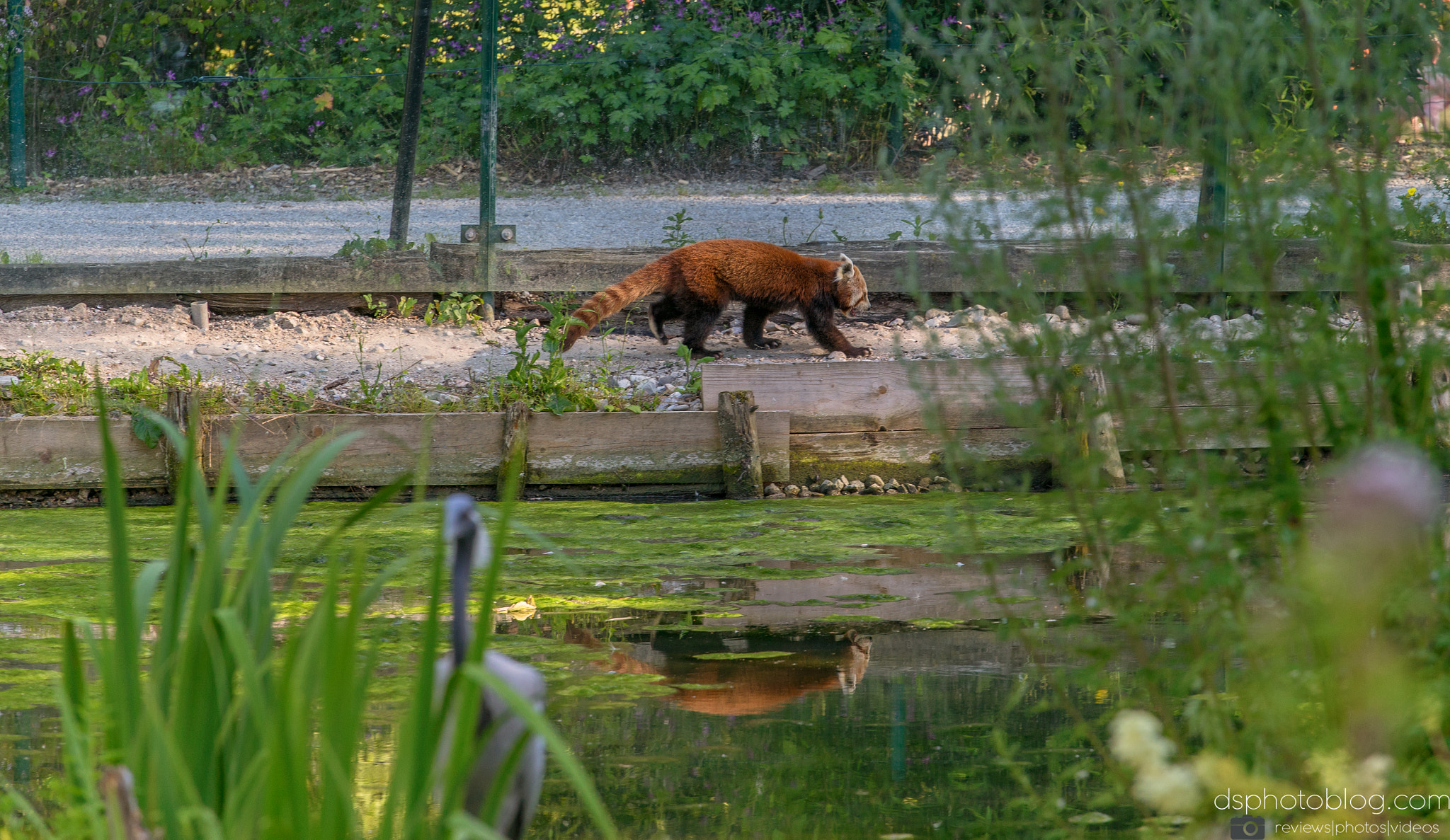 Sony a7 II + Canon EF 70-200mm F4L USM sample photo. Going for a walk photography