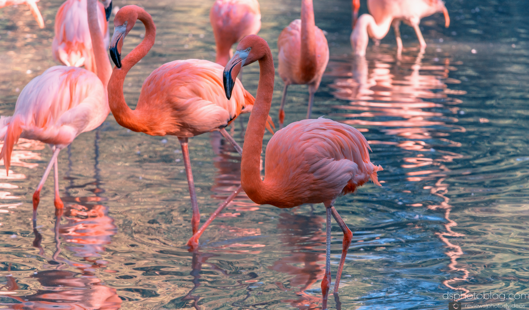 Sony a7 II + Canon EF 70-200mm F4L USM sample photo. Pink is beautiful ii photography