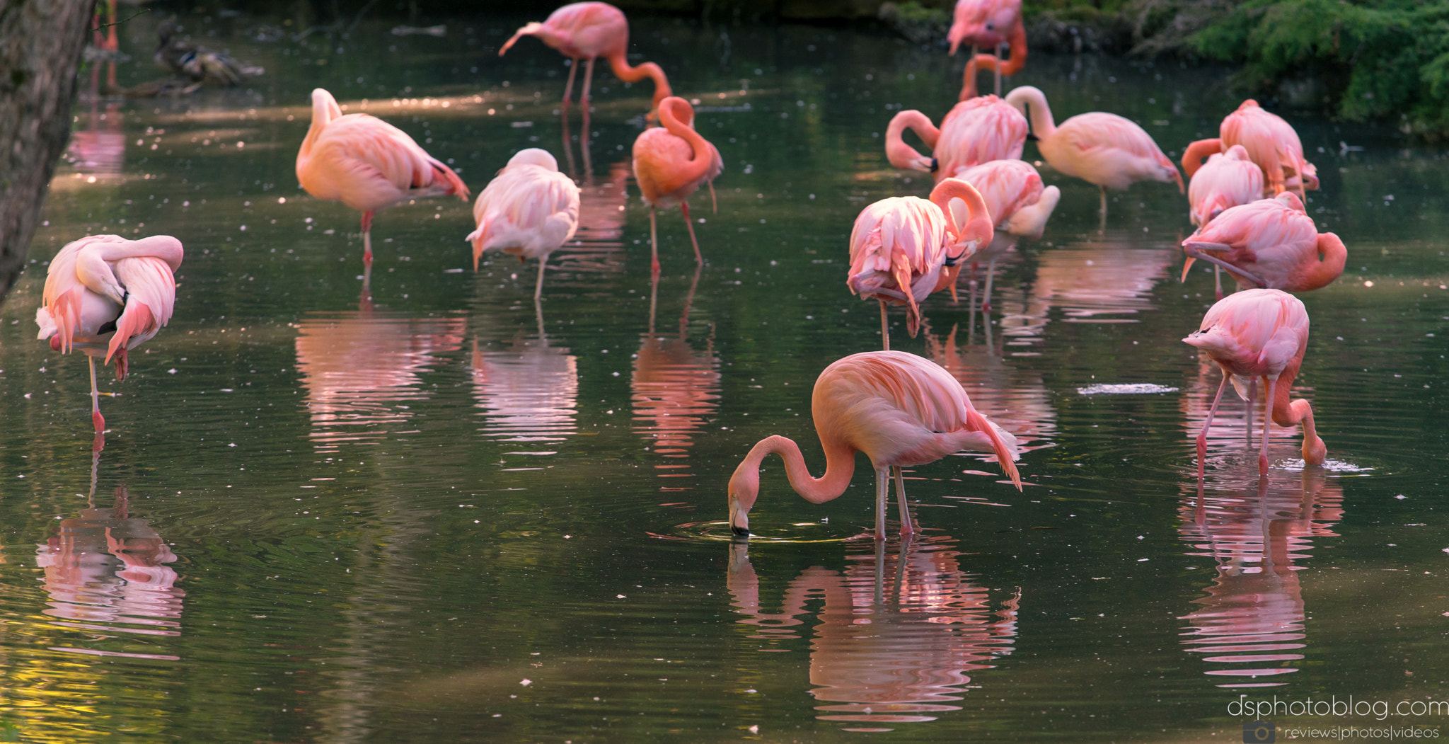 Sony a7 II + Canon EF 70-200mm F4L USM sample photo. Pink is beautiful i photography