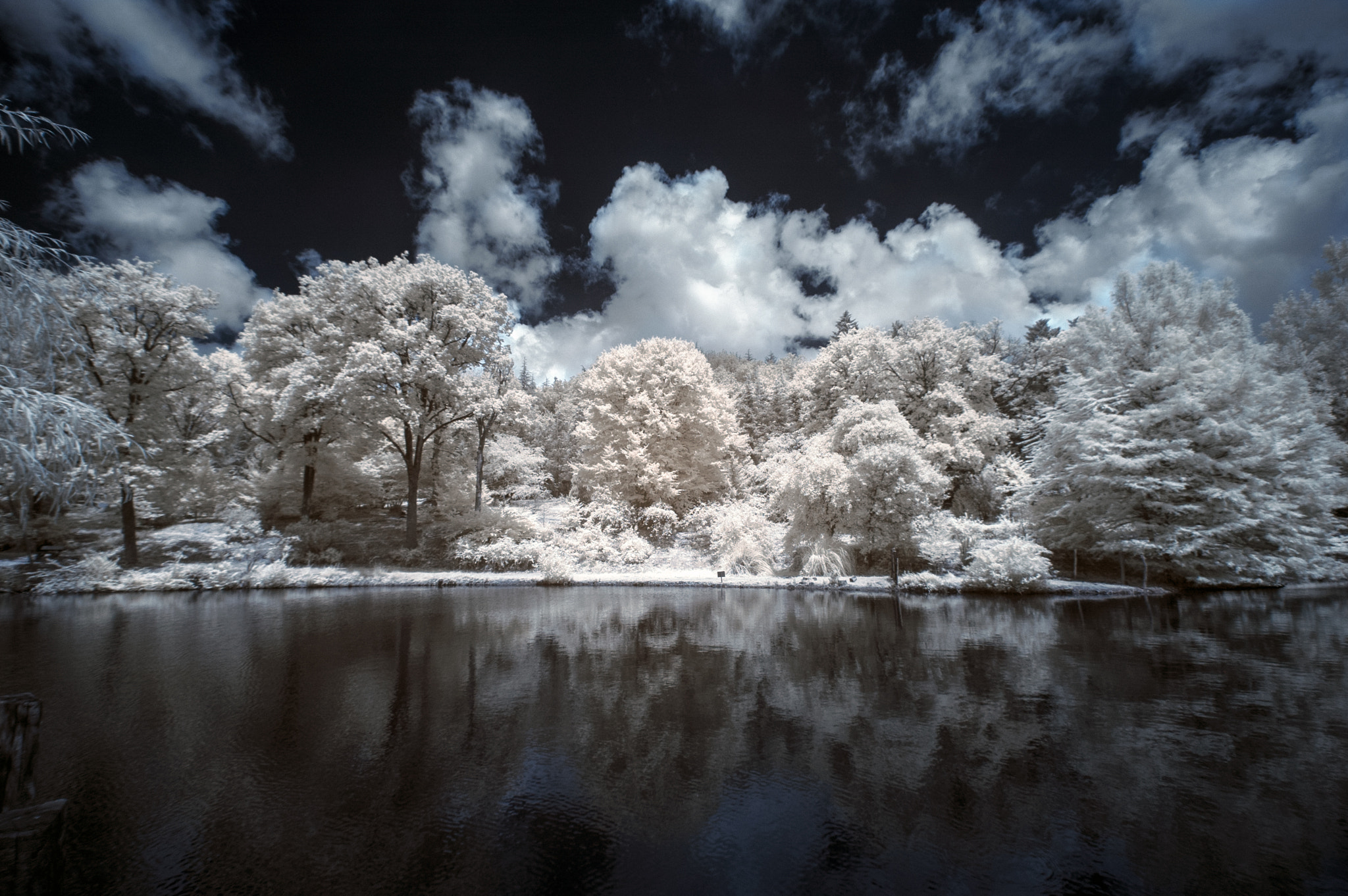Nikon D70 + Sigma 10-20mm F4-5.6 EX DC HSM sample photo. Infrared reflections from an arboretum photography