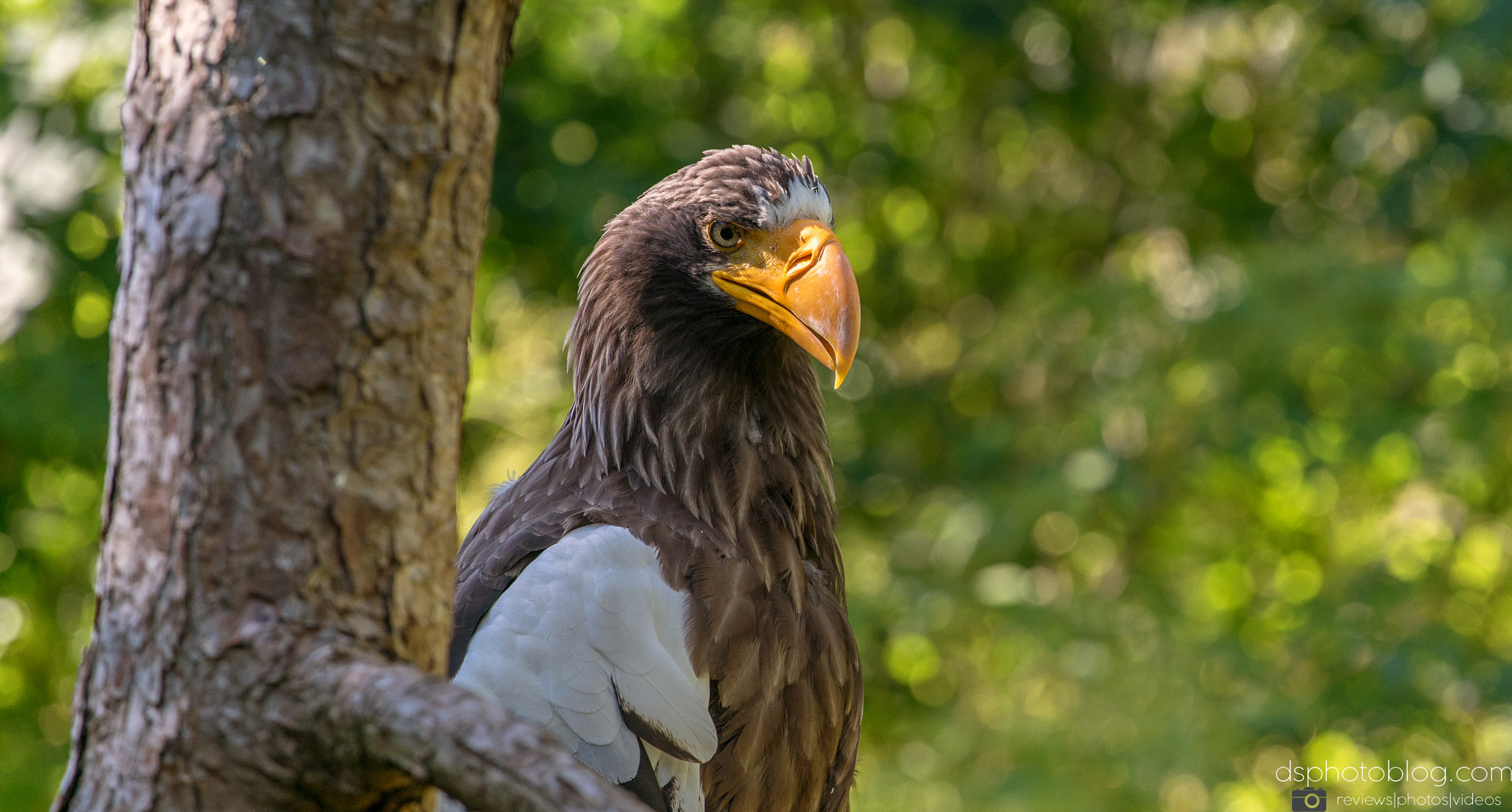 Sony a7 II + Canon EF 70-200mm F4L USM sample photo. Proud eagle ii photography