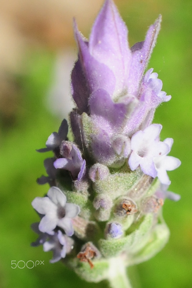 Nikon D300 + AF Zoom-Nikkor 28-85mm f/3.5-4.5 sample photo. Lavender photography