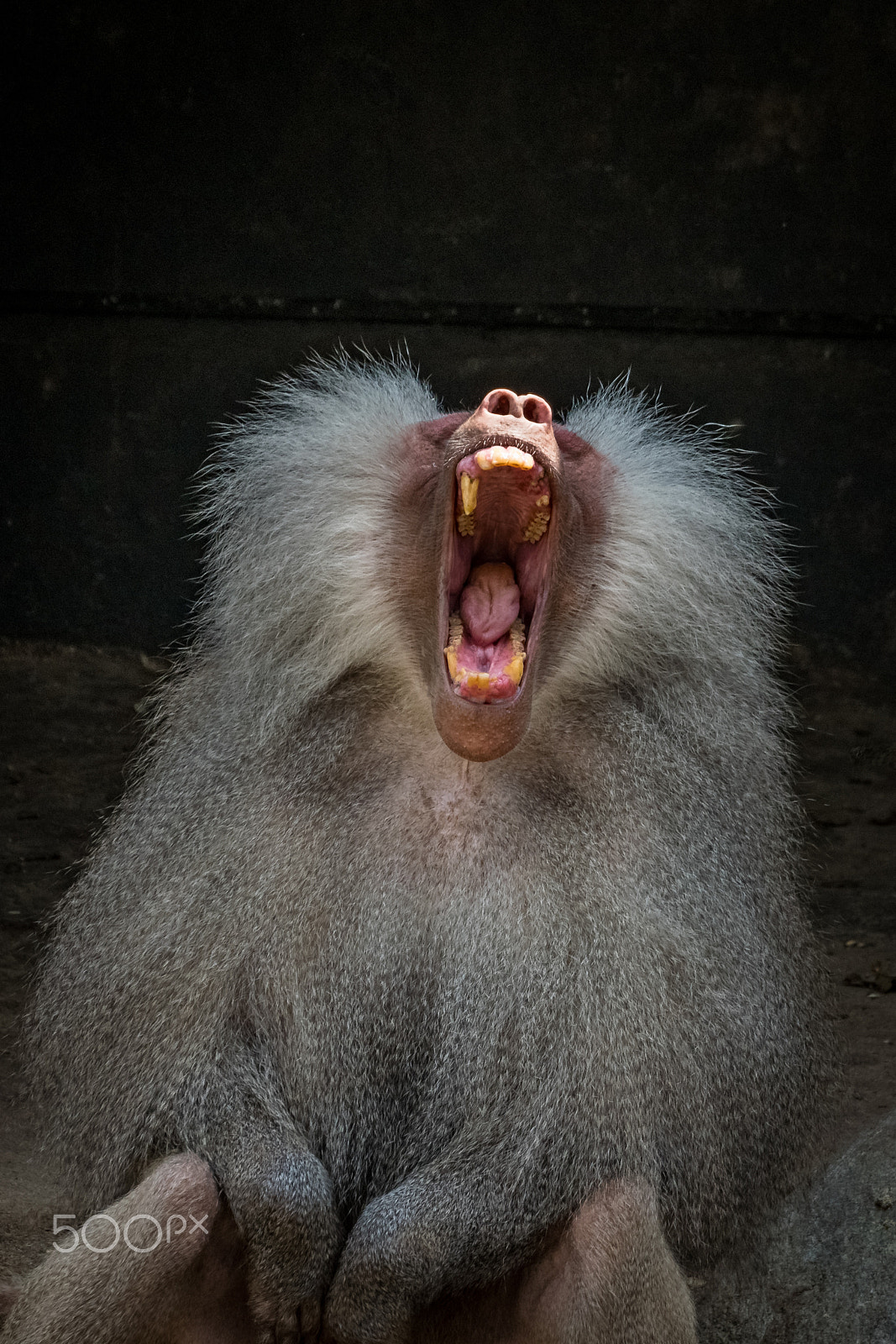 Nikon D5300 + Sigma 50-500mm F4.5-6.3 DG OS HSM sample photo. Old yawning baboon photography