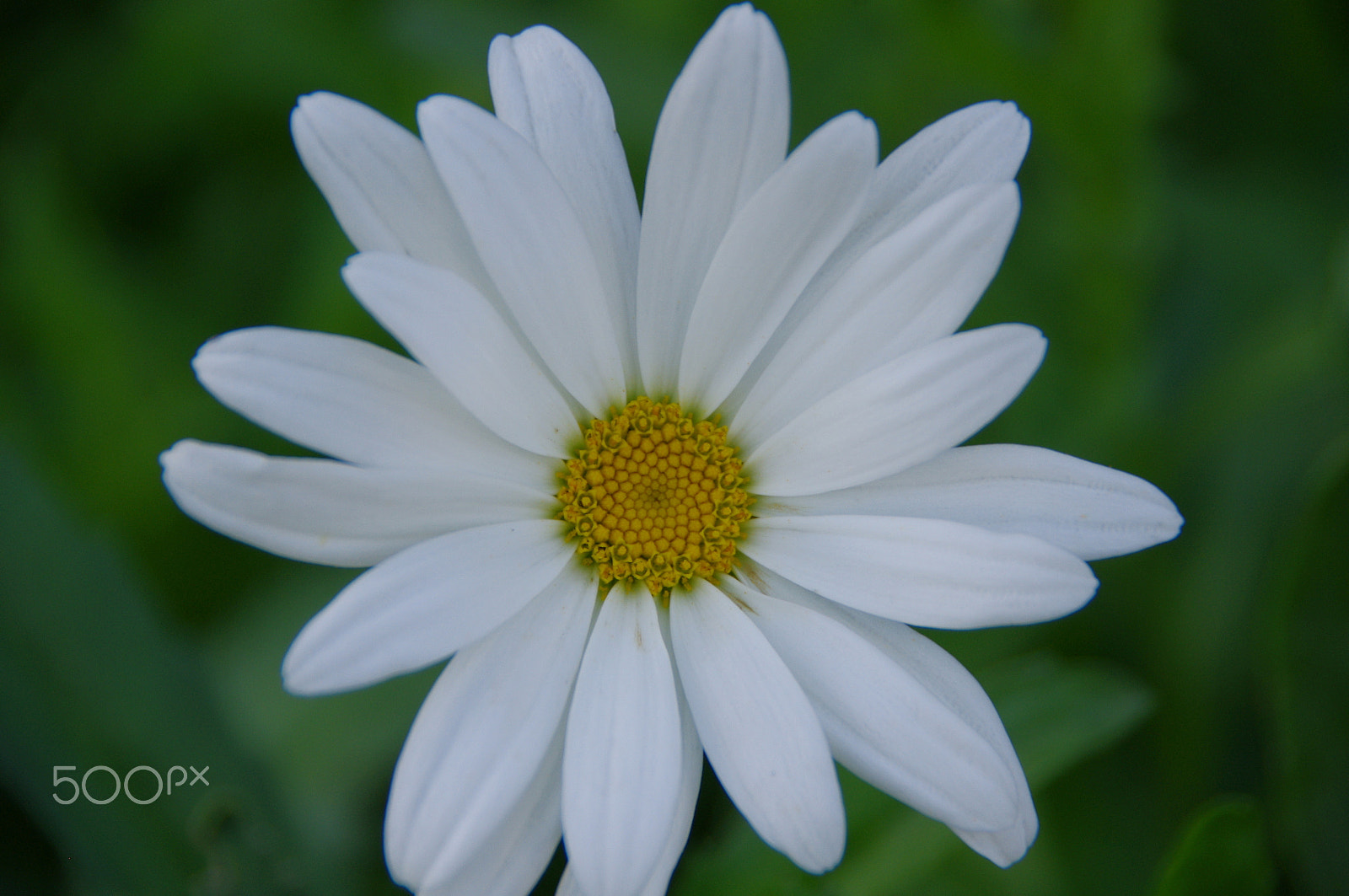 Pentax K-x sample photo. Daisy 1 photography