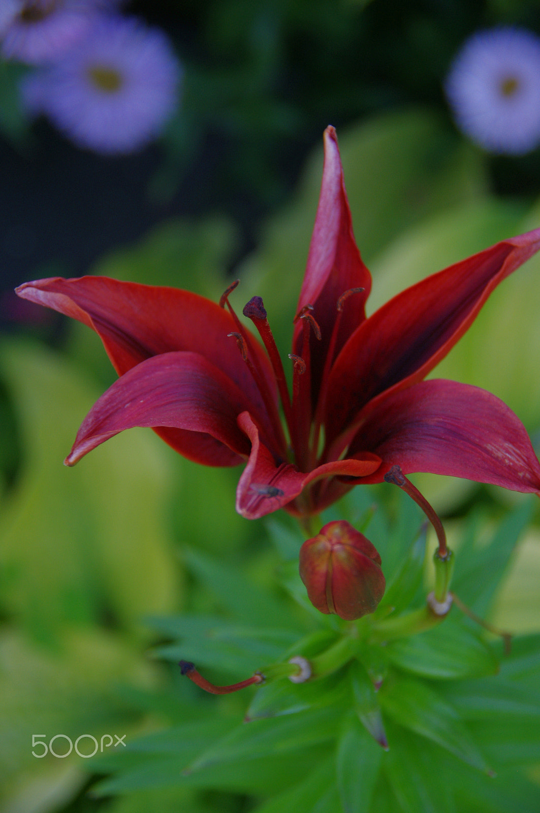 Pentax K-x sample photo. Lily 1 photography