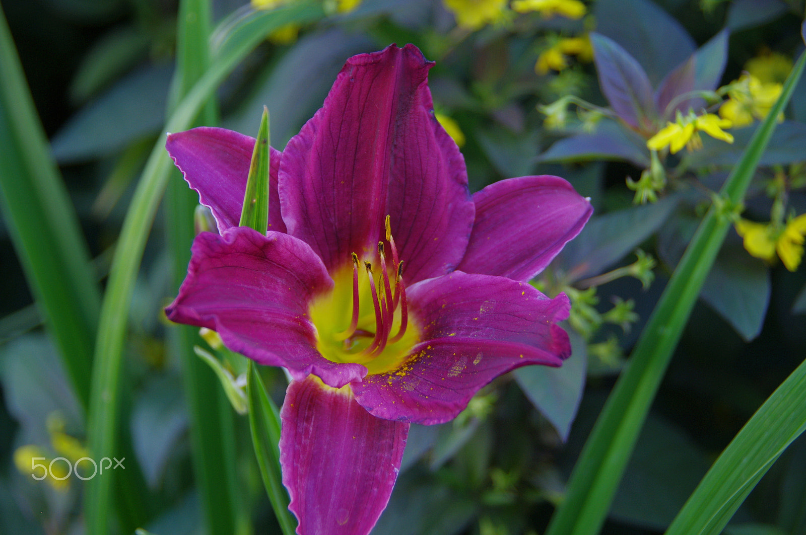 Pentax K-x sample photo. Lily 2 photography