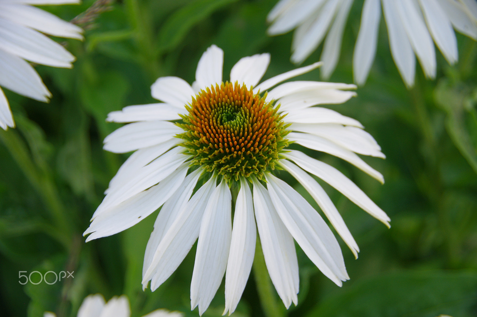 Pentax K-x sample photo. Daisy 2 photography