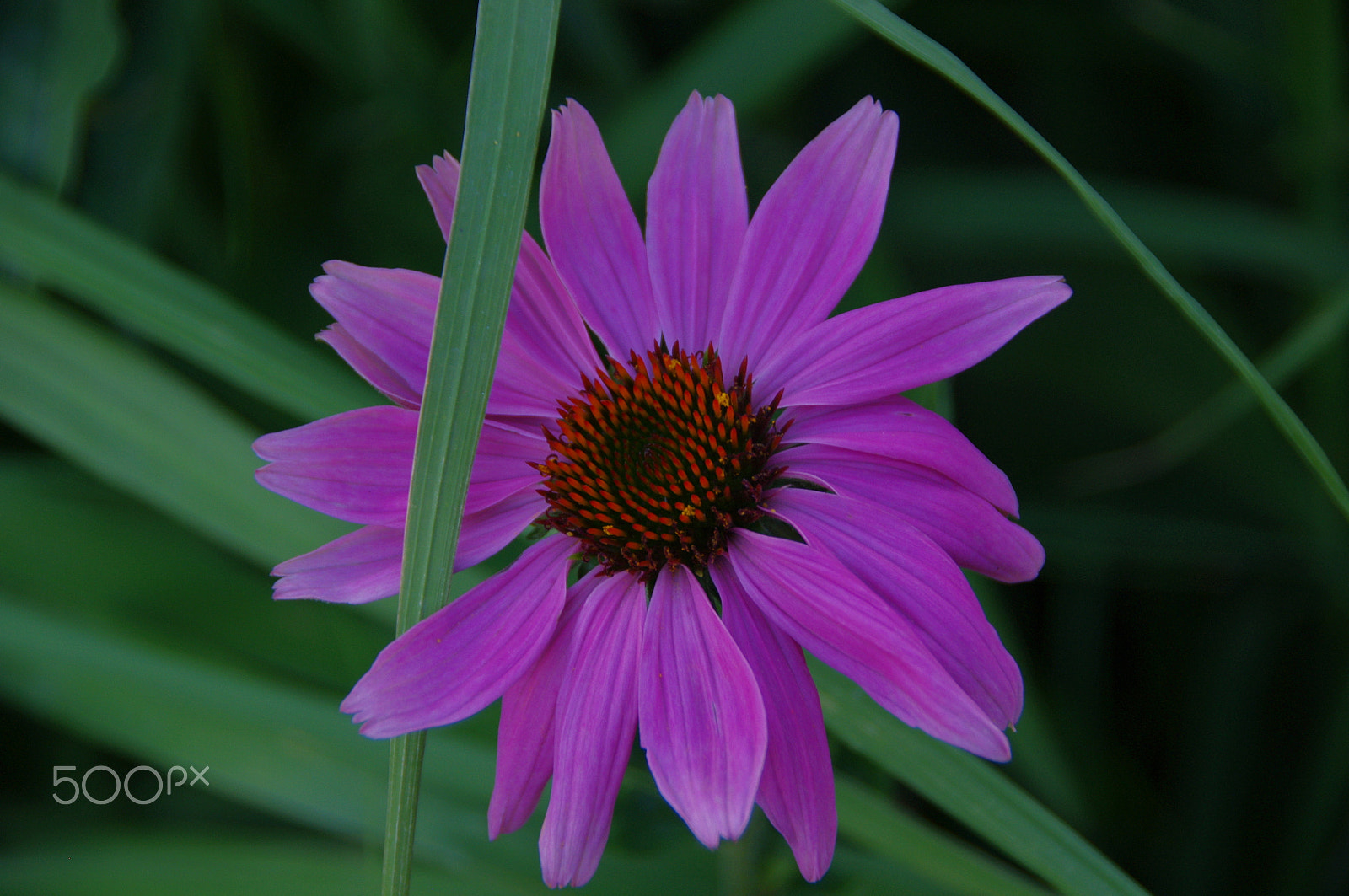 Pentax K-x sample photo. Flowers photography