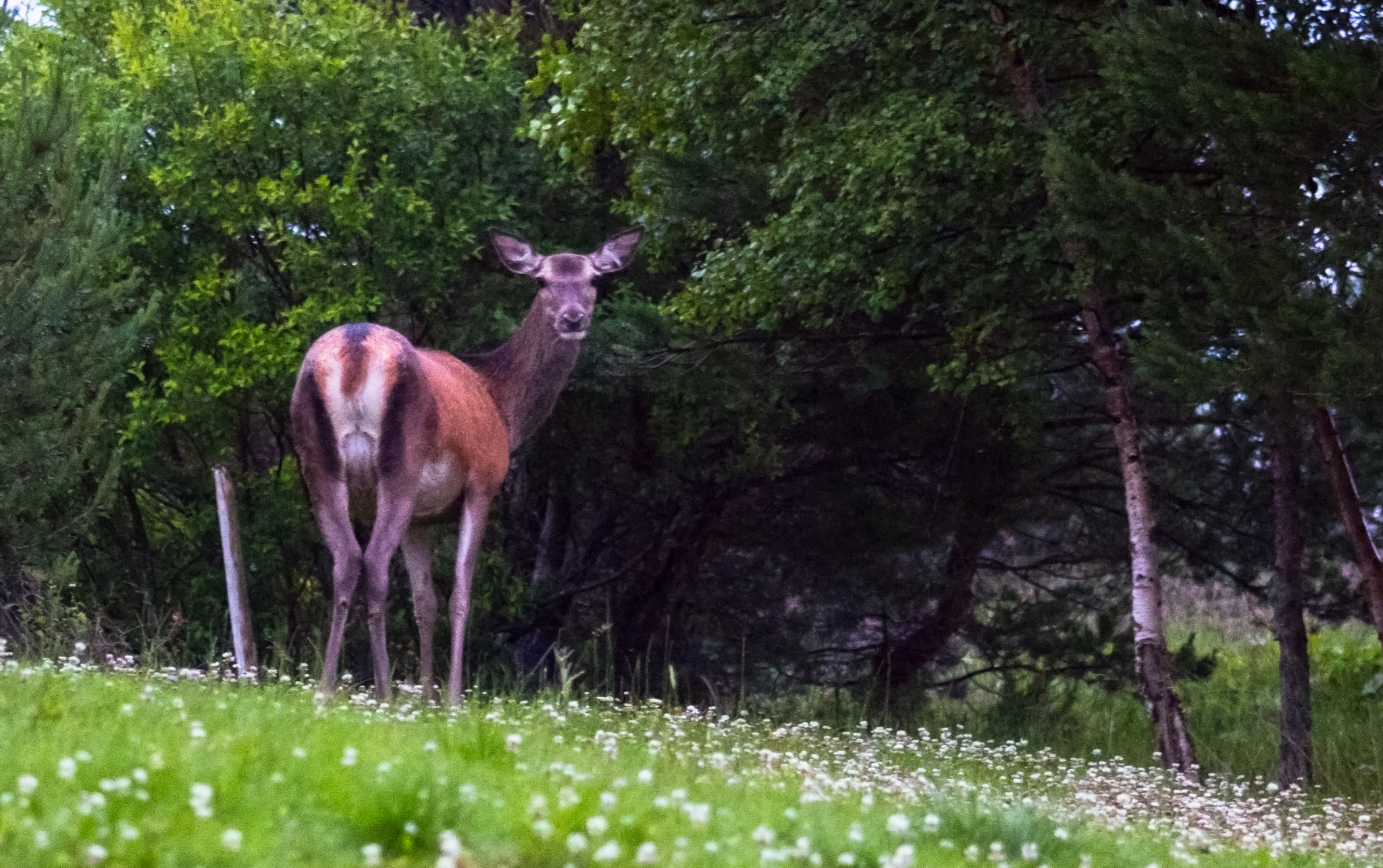 Sigma 105mm F2.8 EX DG Macro sample photo. Deer photography