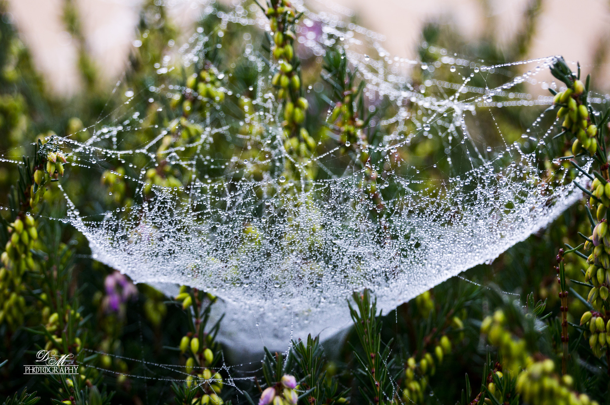 Sony NEX-VG20E sample photo. Natures chandelier photography