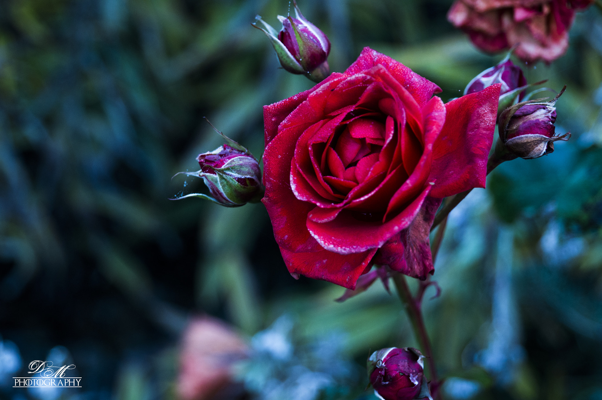 Sony NEX-VG20E + Sony E 18-200mm F3.5-6.3 OSS sample photo. Roses in winter photography