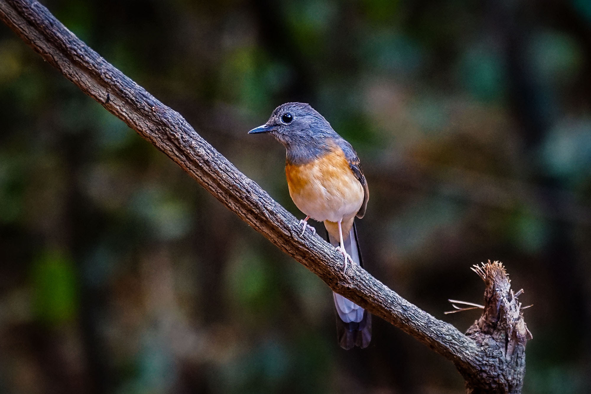 Sony 70-300mm F4.5-5.6 G SSM sample photo. White-rumped shama (female) photography