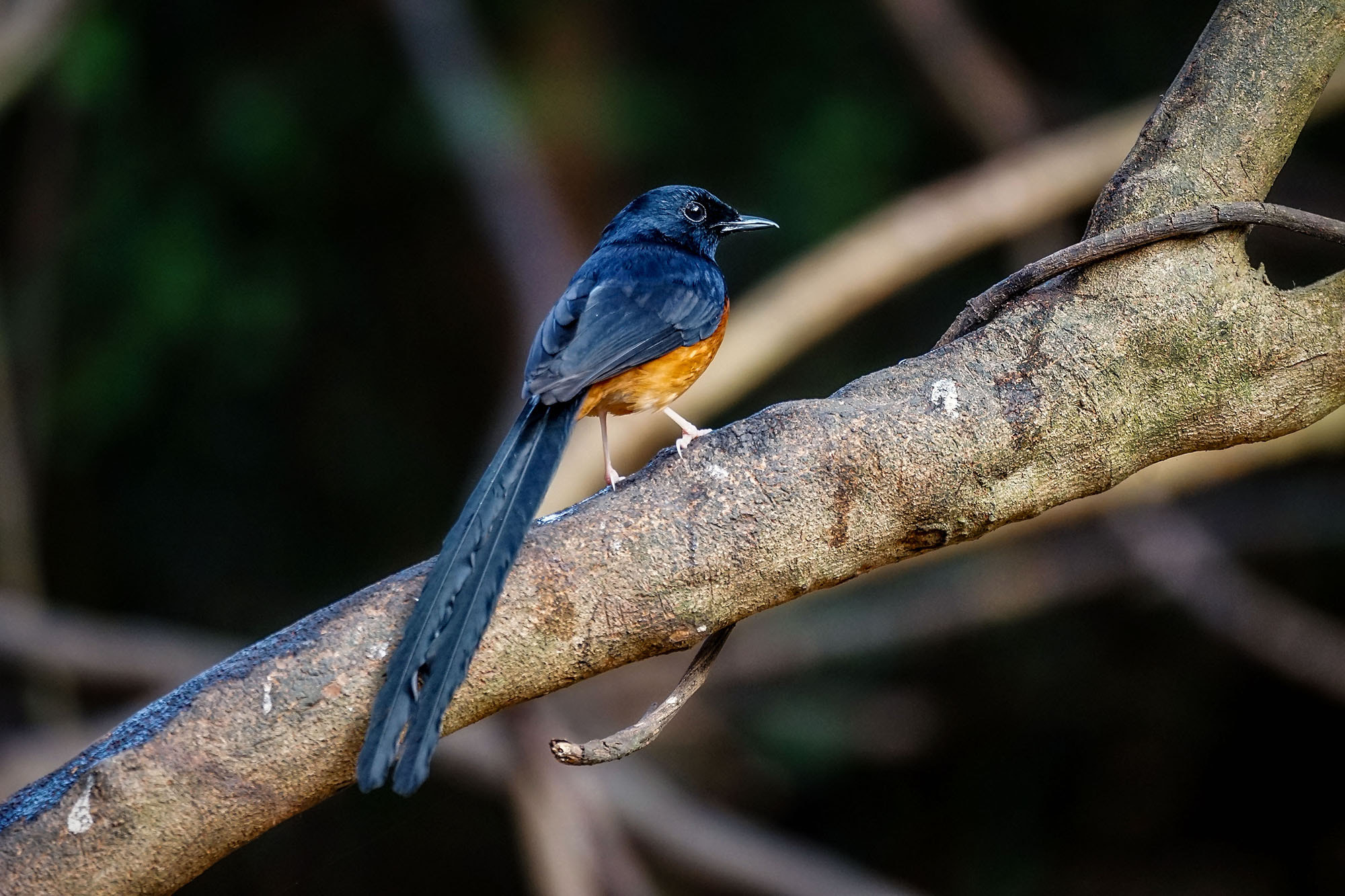 Sony 70-300mm F4.5-5.6 G SSM sample photo. White-rumped shama (male) photography