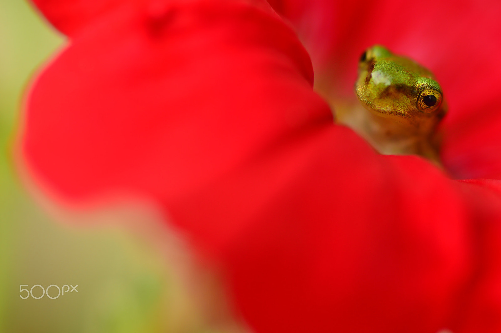 Nikon D3200 + AF Micro-Nikkor 55mm f/2.8 sample photo. Summer nature......frog photography