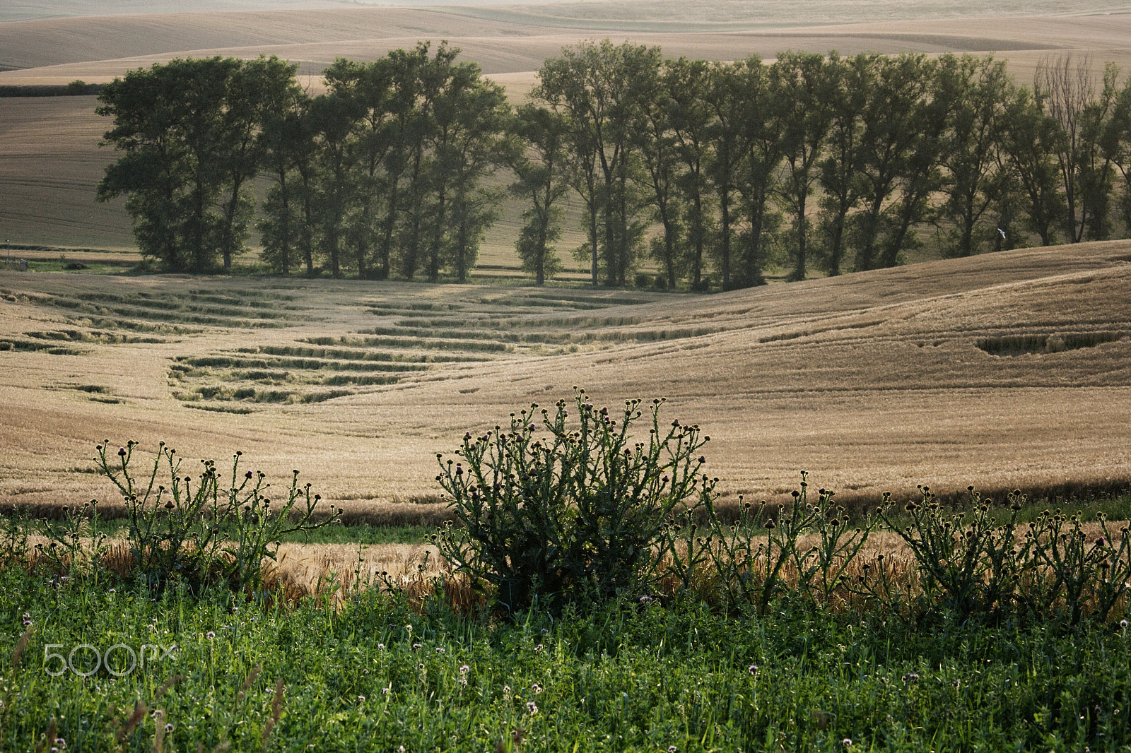 Canon EF-S 55-250mm F4-5.6 IS STM sample photo. Waves are all around us. in cornfield too. photography