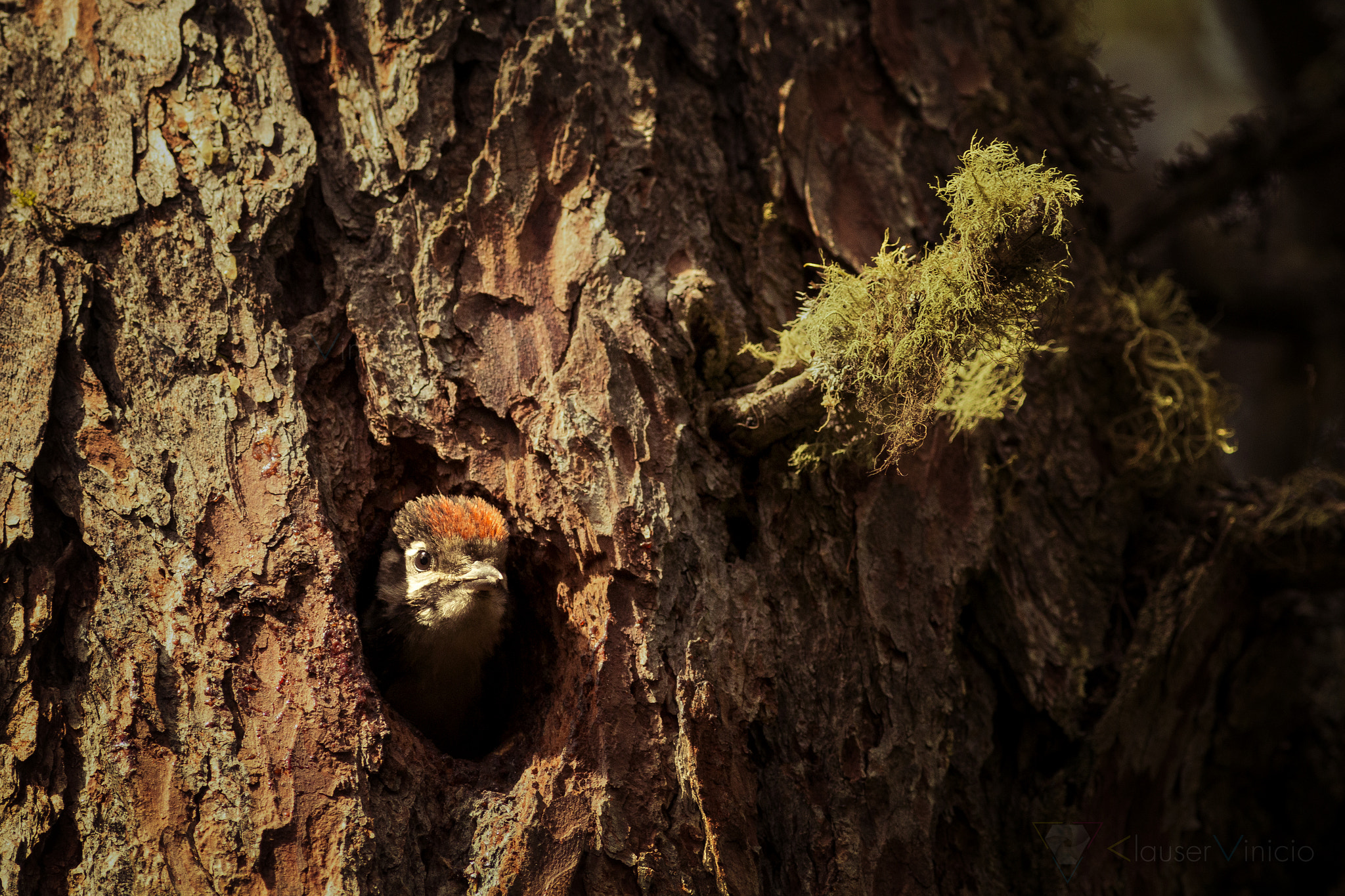 Canon EOS 70D + Canon EF 300mm F4L IS USM sample photo. Picchio rosso photography