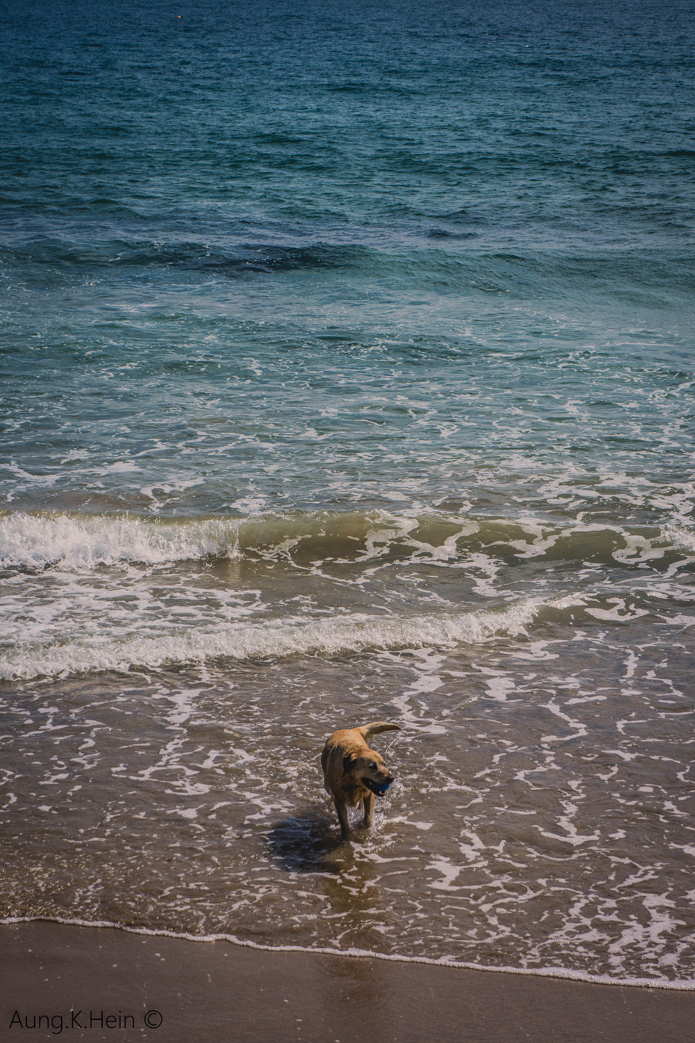 Hasselblad Lunar sample photo. Dog on the beach photography