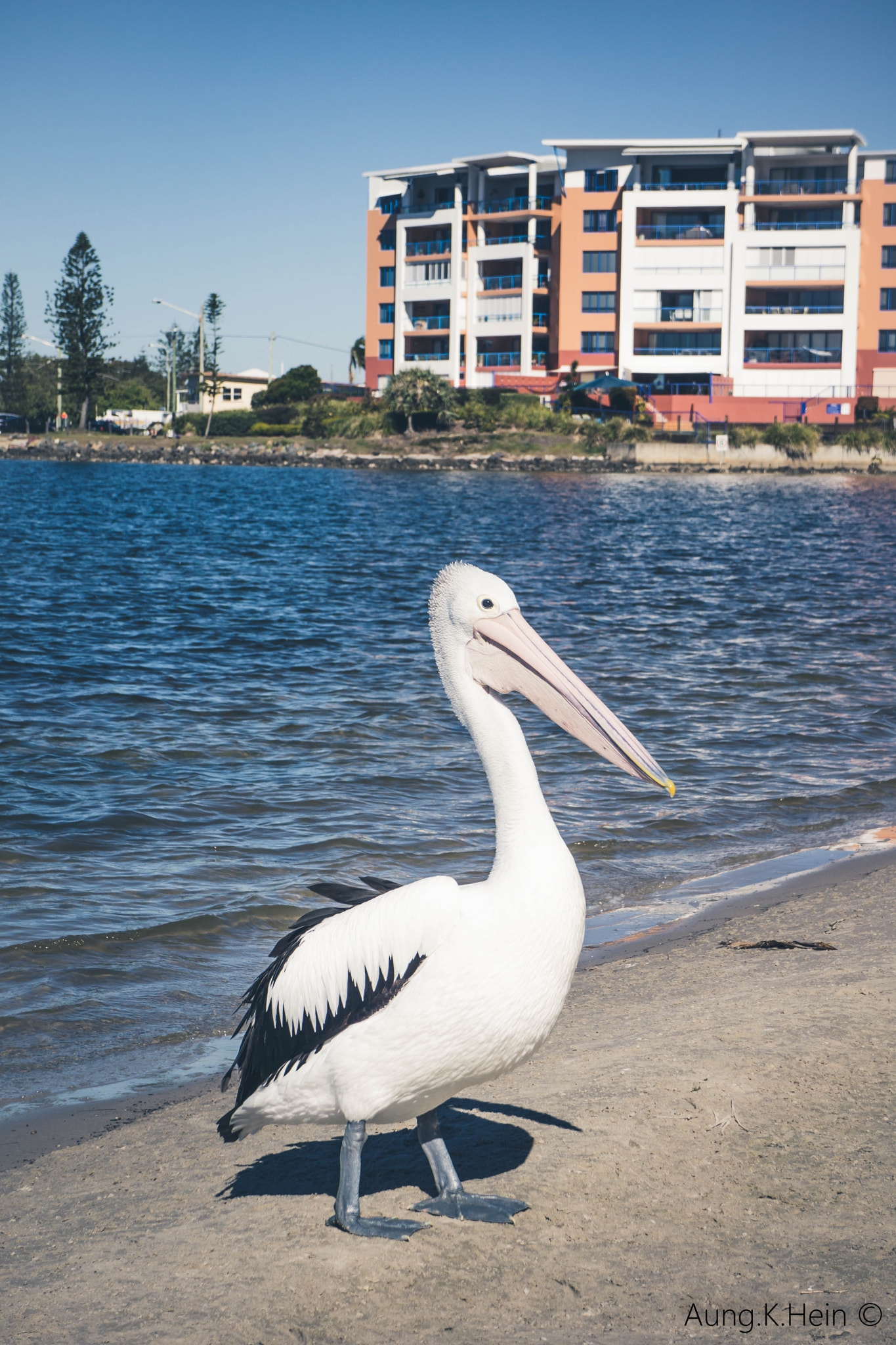 Hasselblad Lunar + Sony E 18-55mm F3.5-5.6 OSS sample photo. Potrait of a pelican photography