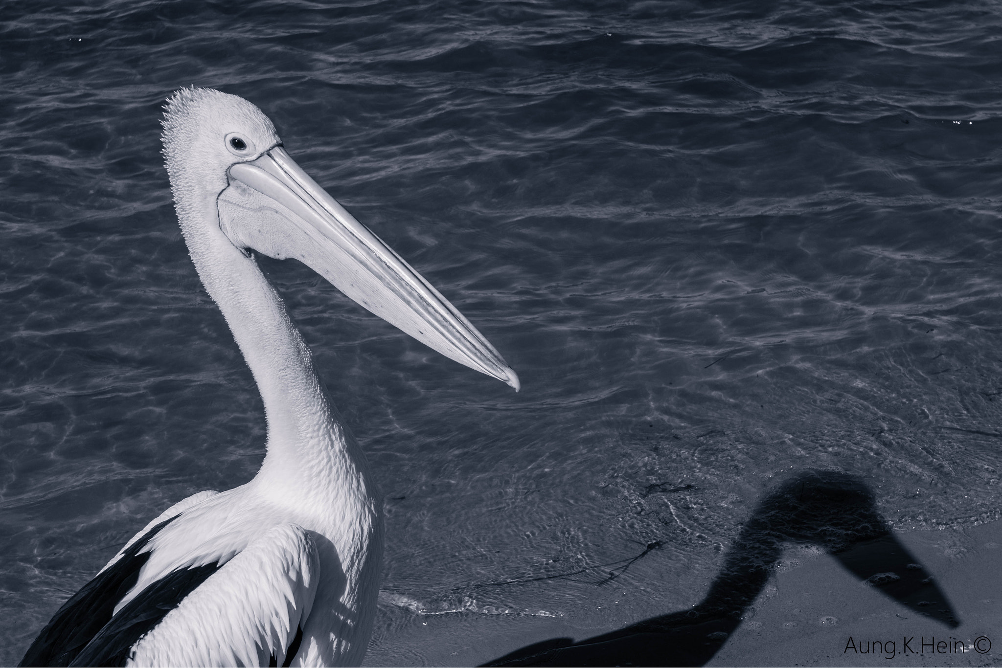 Hasselblad Lunar sample photo. Pelican - b&w photography