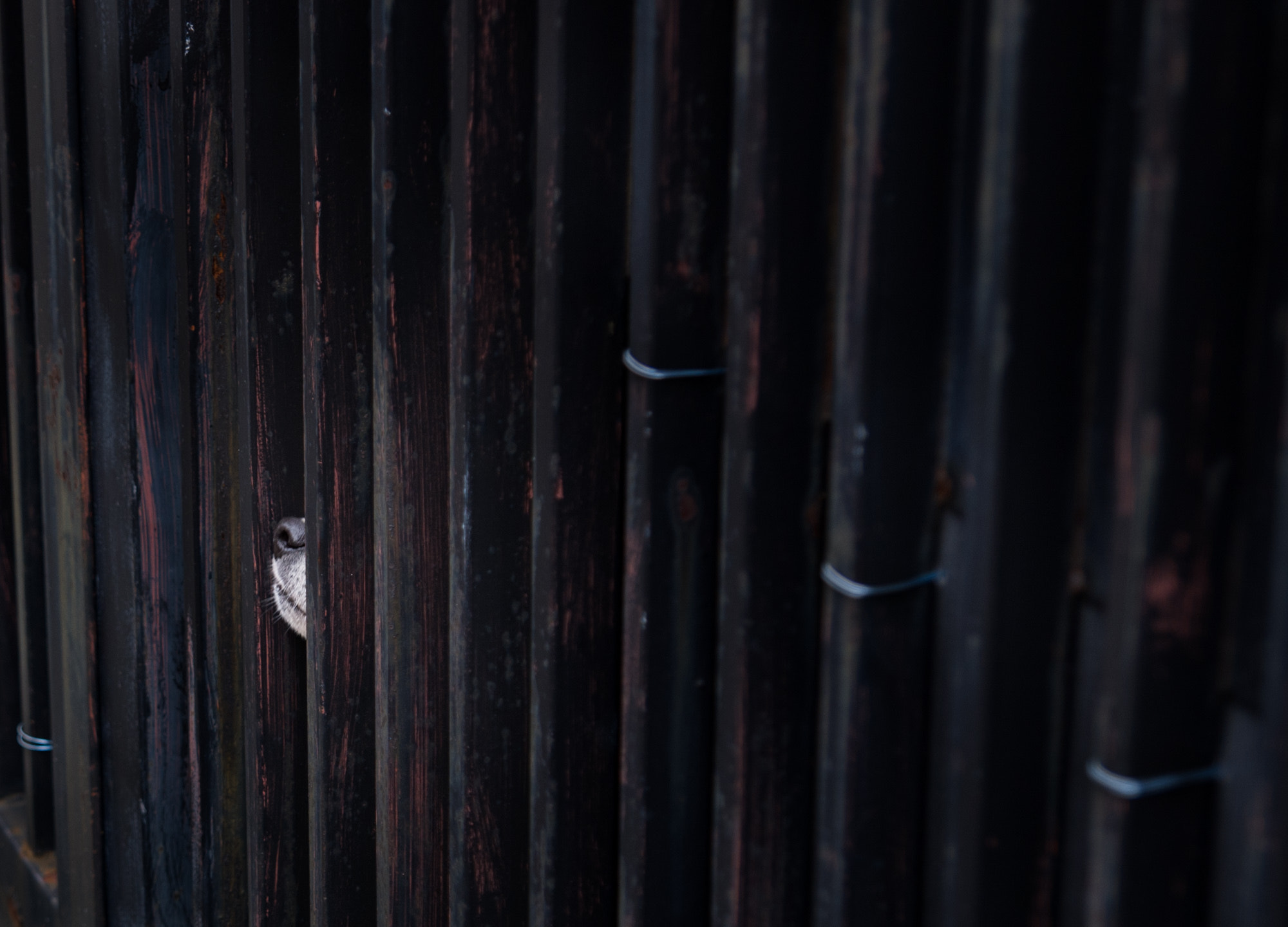 Pentax K-x sample photo. Muzzle photography