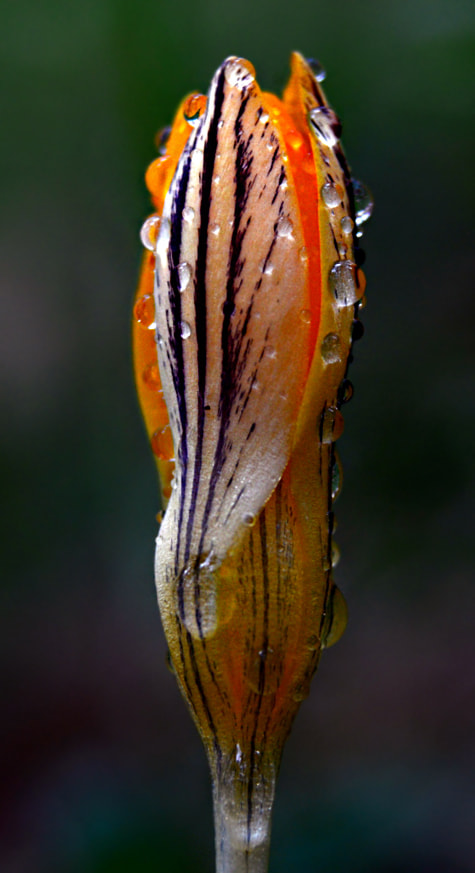 AF Zoom-Nikkor 28-80mm f/3.3-5.6G sample photo. Cigem photography