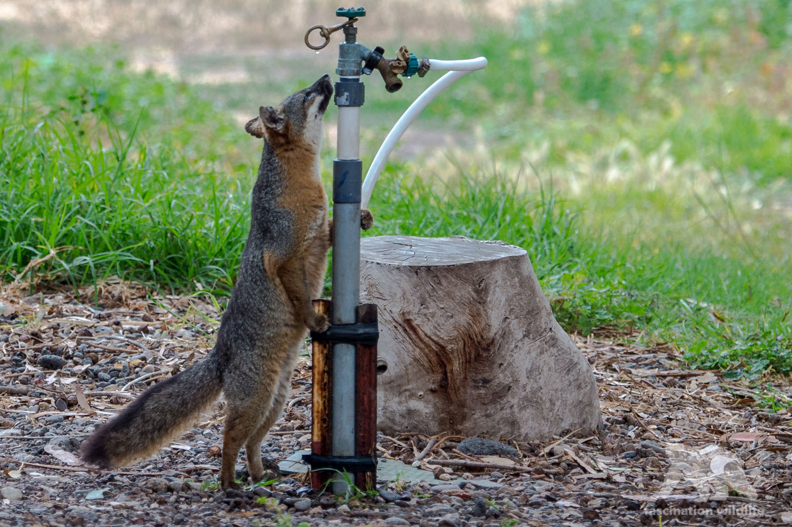 Nikon D4S sample photo. Thirsty fox photography